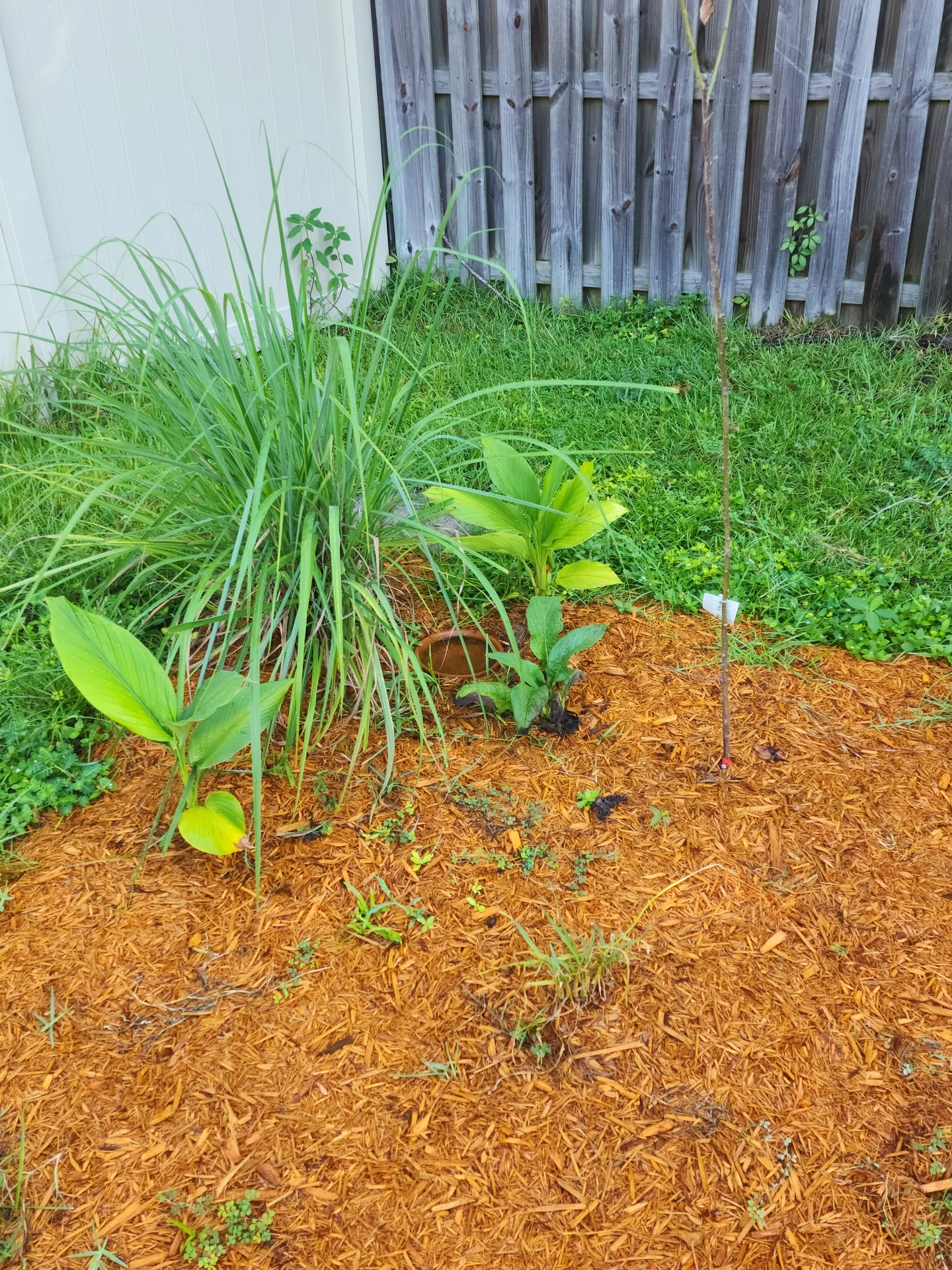 Lemongrass turmeric comfrey August 2023