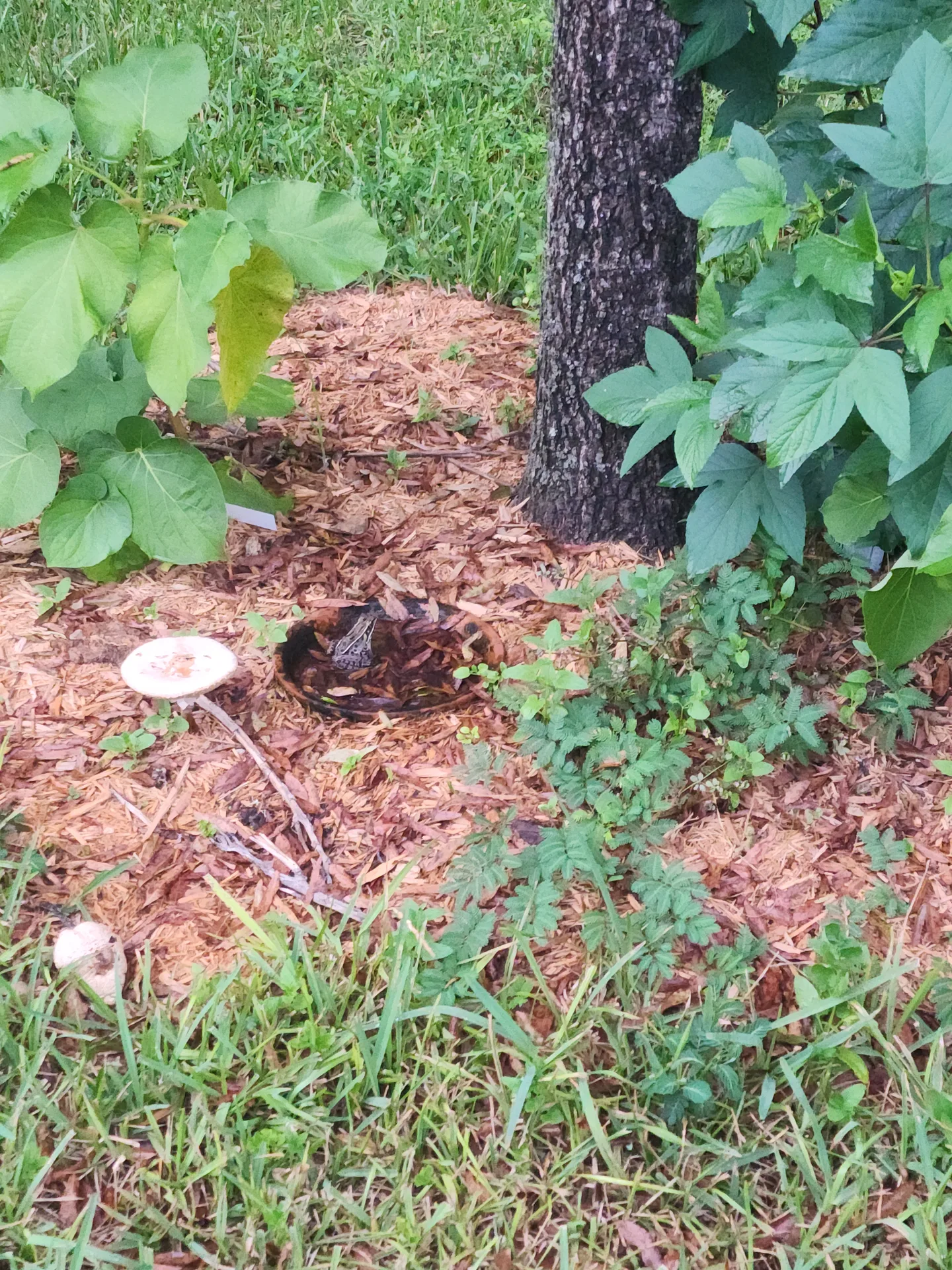 Frog in water dish mushrooms mulch August 2023