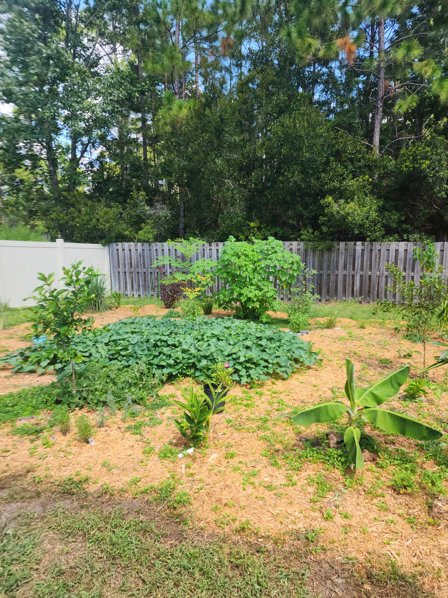 Growth progress Moringa Tithonia September 2023