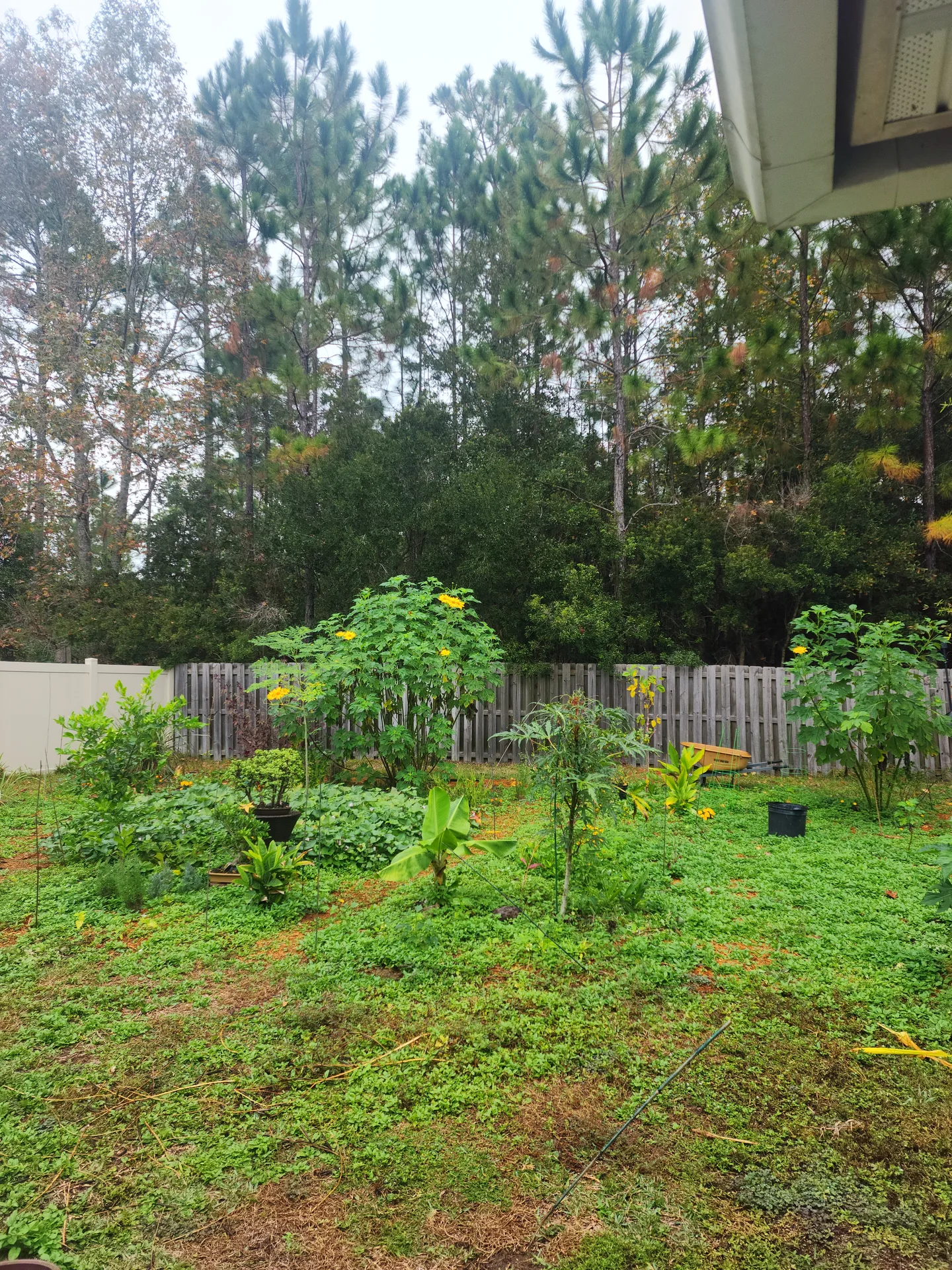 Tithonia flowering Florida Betony November 2023