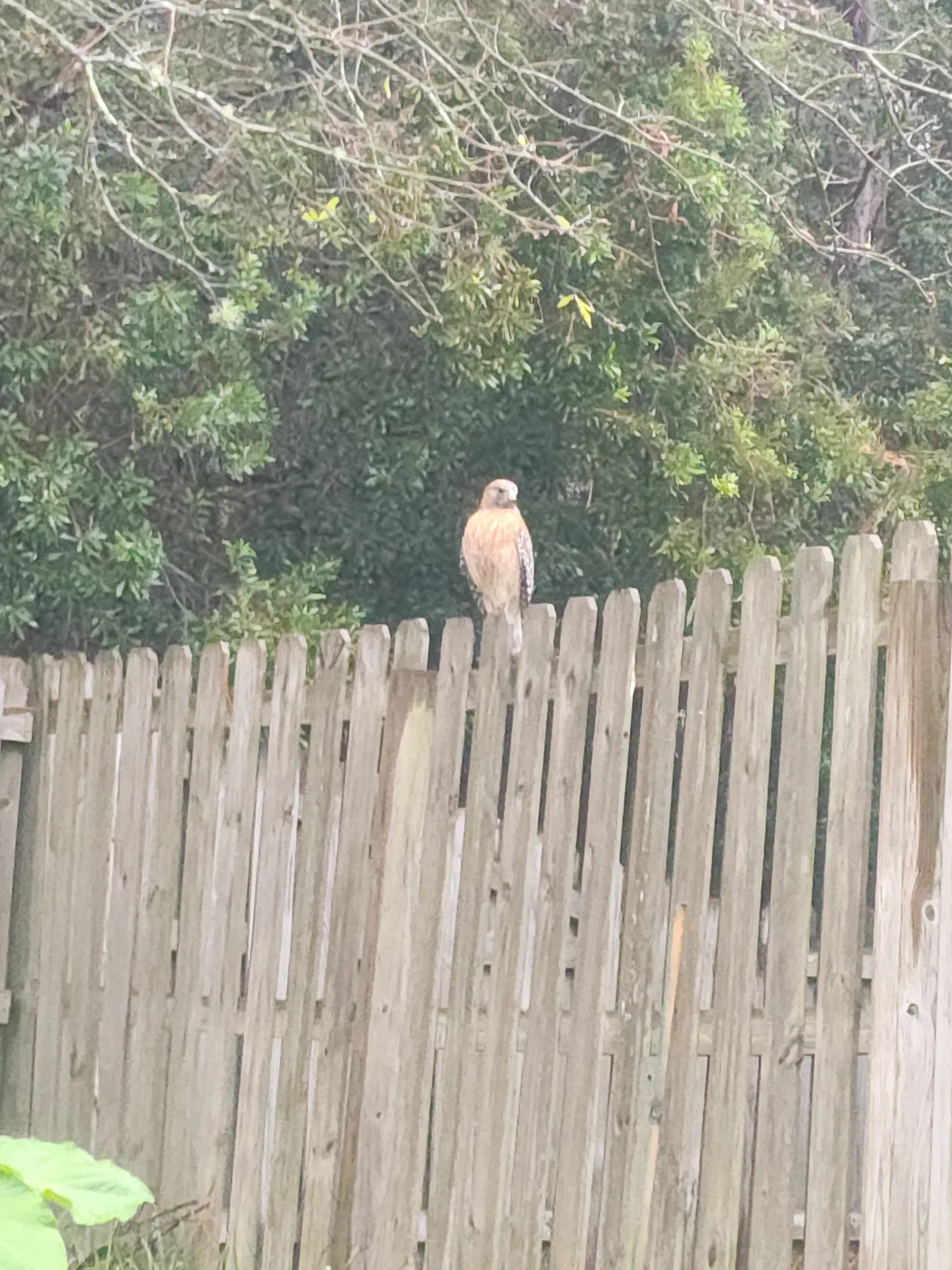 Raptor bird of prey visiting November 2023