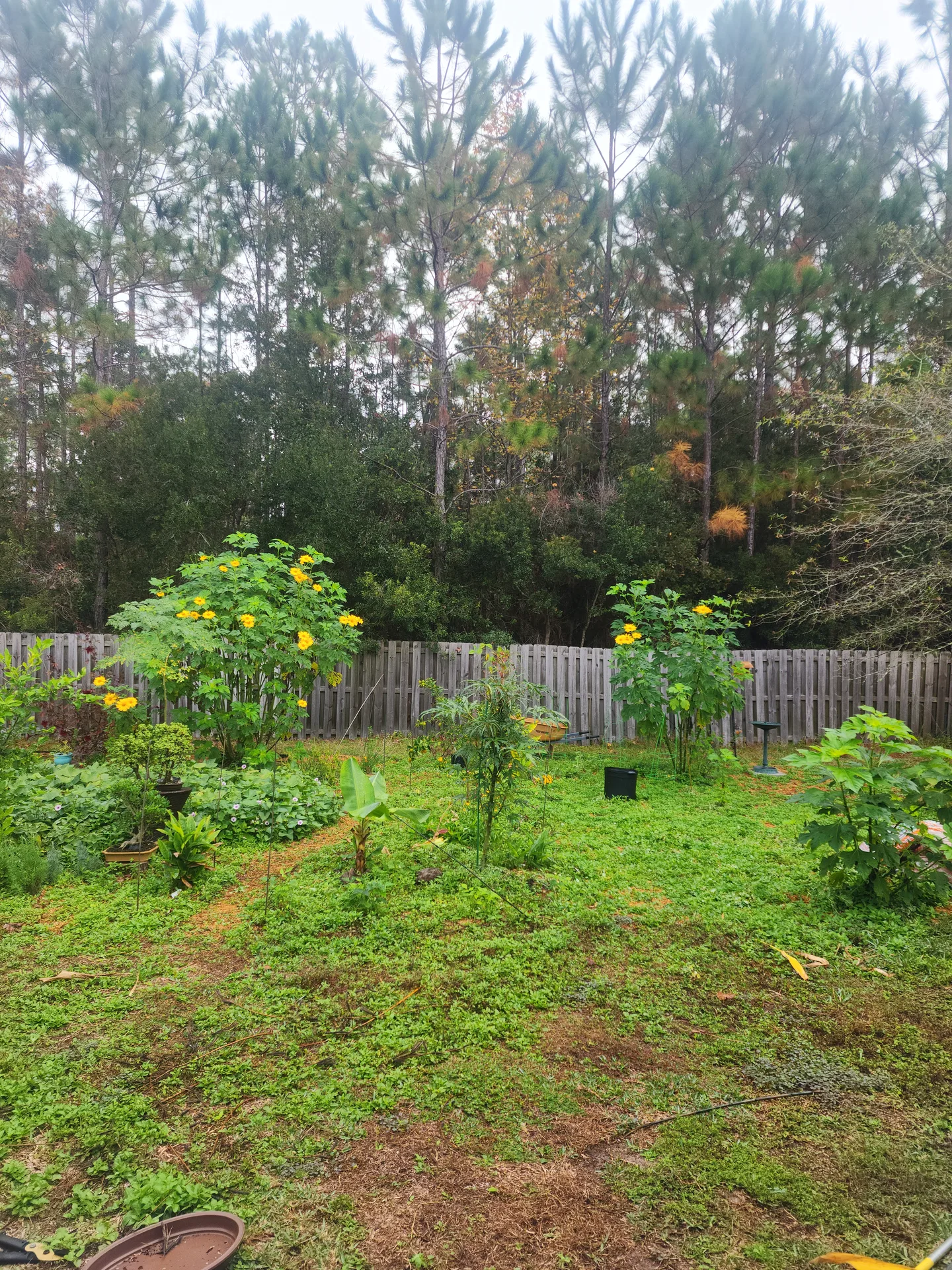 Tithonia row expanding November 2023