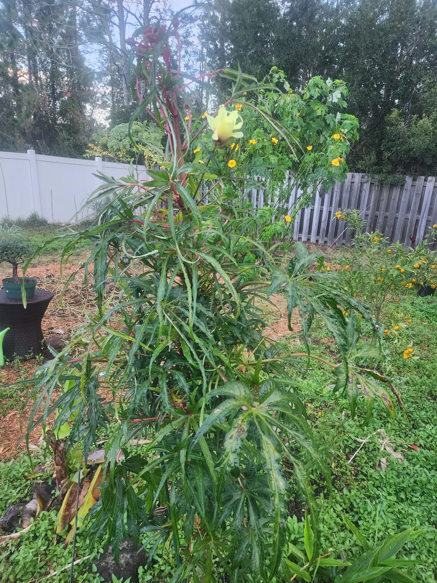 Chaya flowering Kumquats ripening December 2023