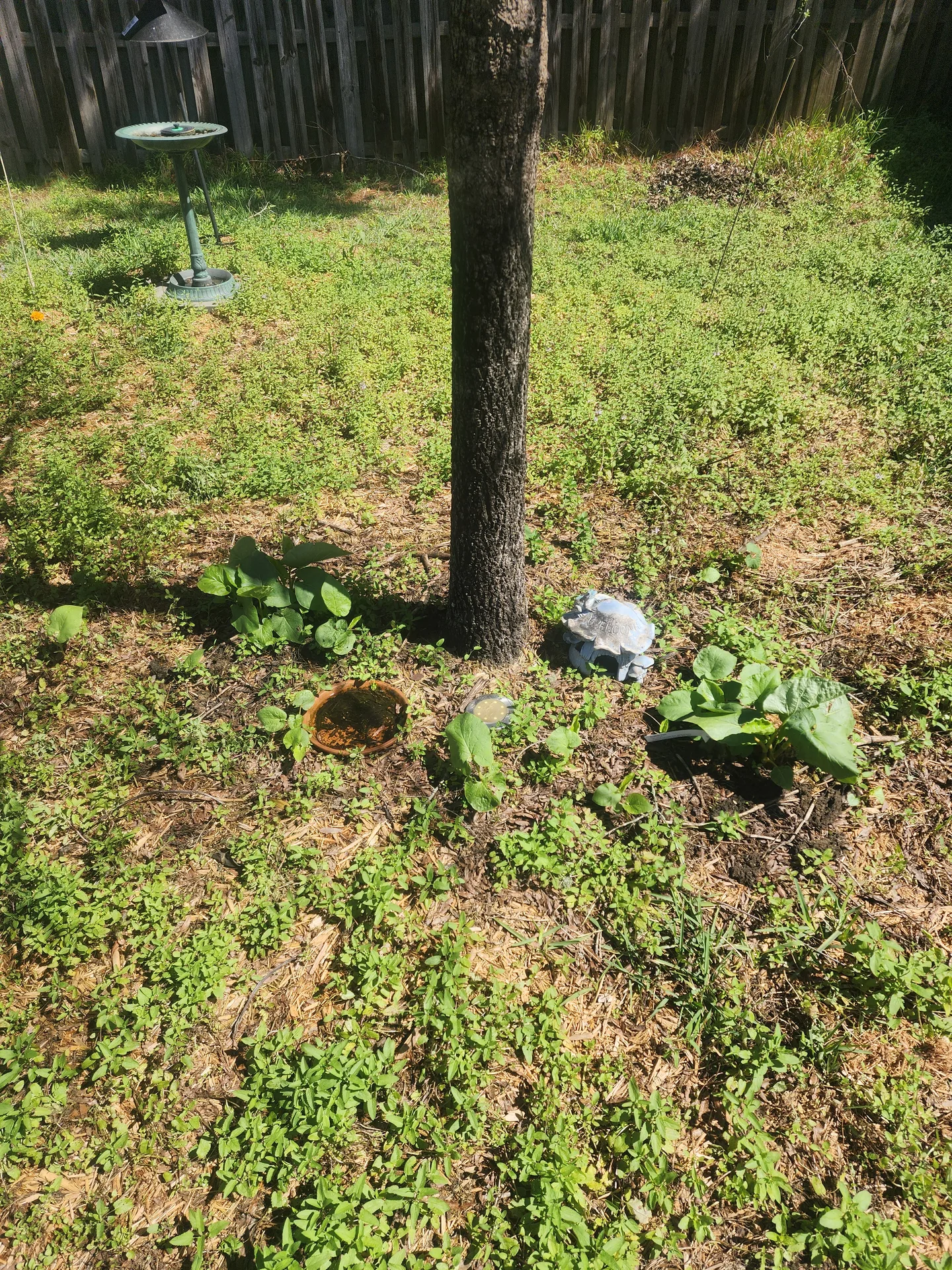 Oak tree area Rootbeer Plant comeback March 2024
