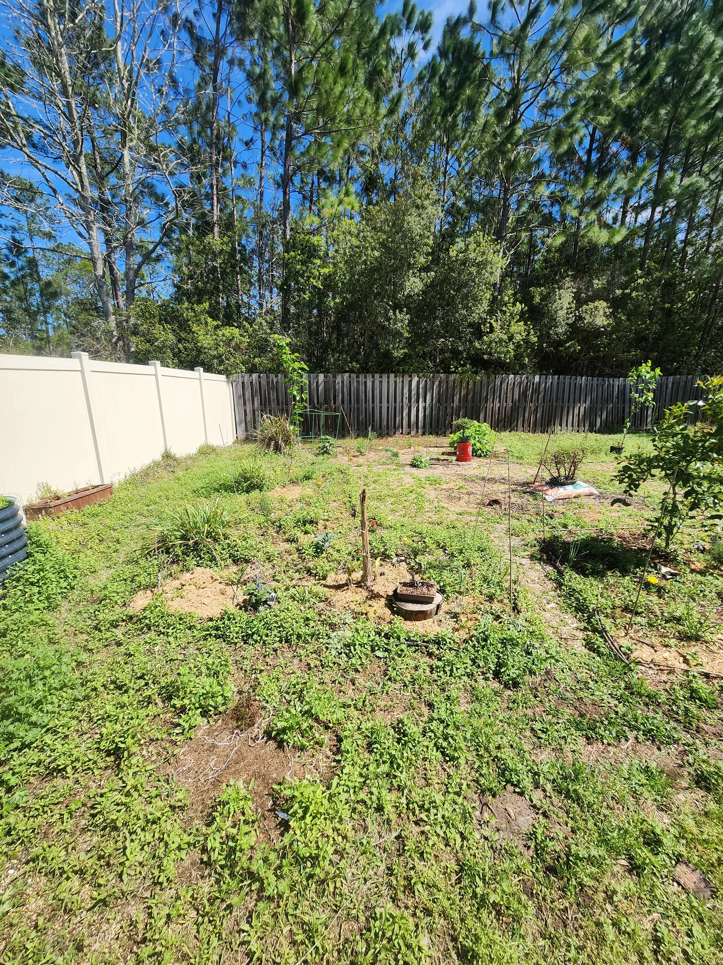 Left side Lemongrass White Mulberry March 2024