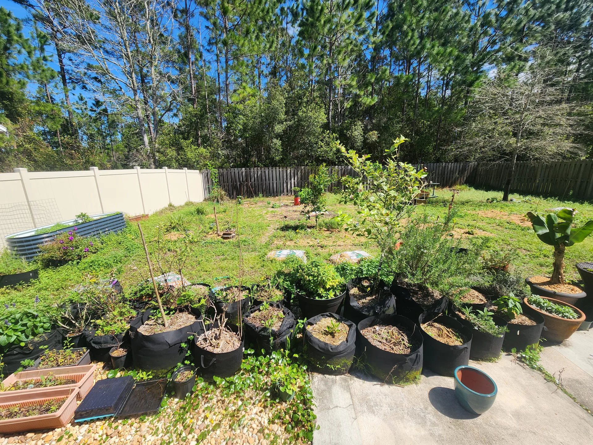 Full yard view with grow bag garden March 2024