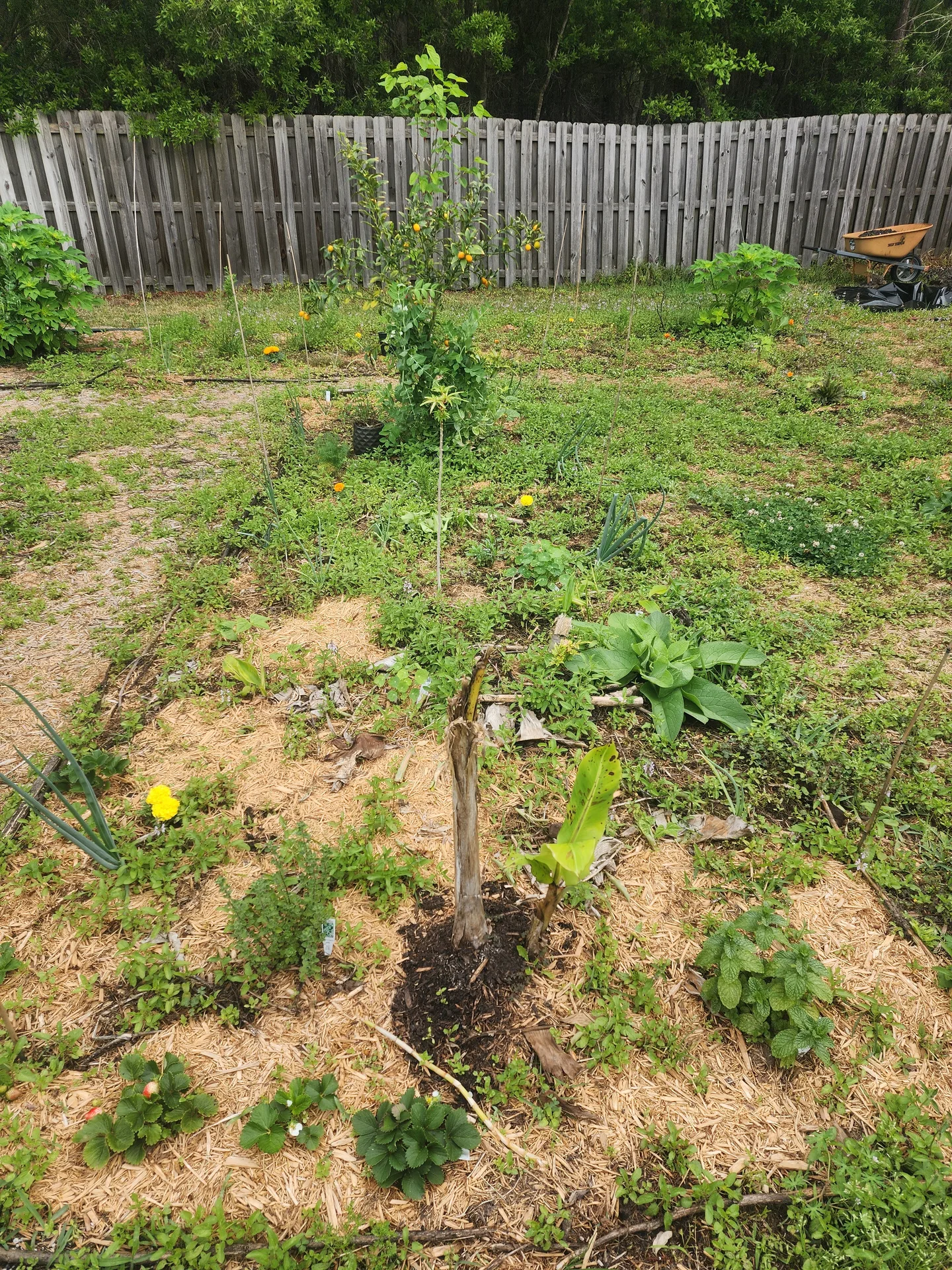 Expanded row Chaya Banana Kumquat March 2024