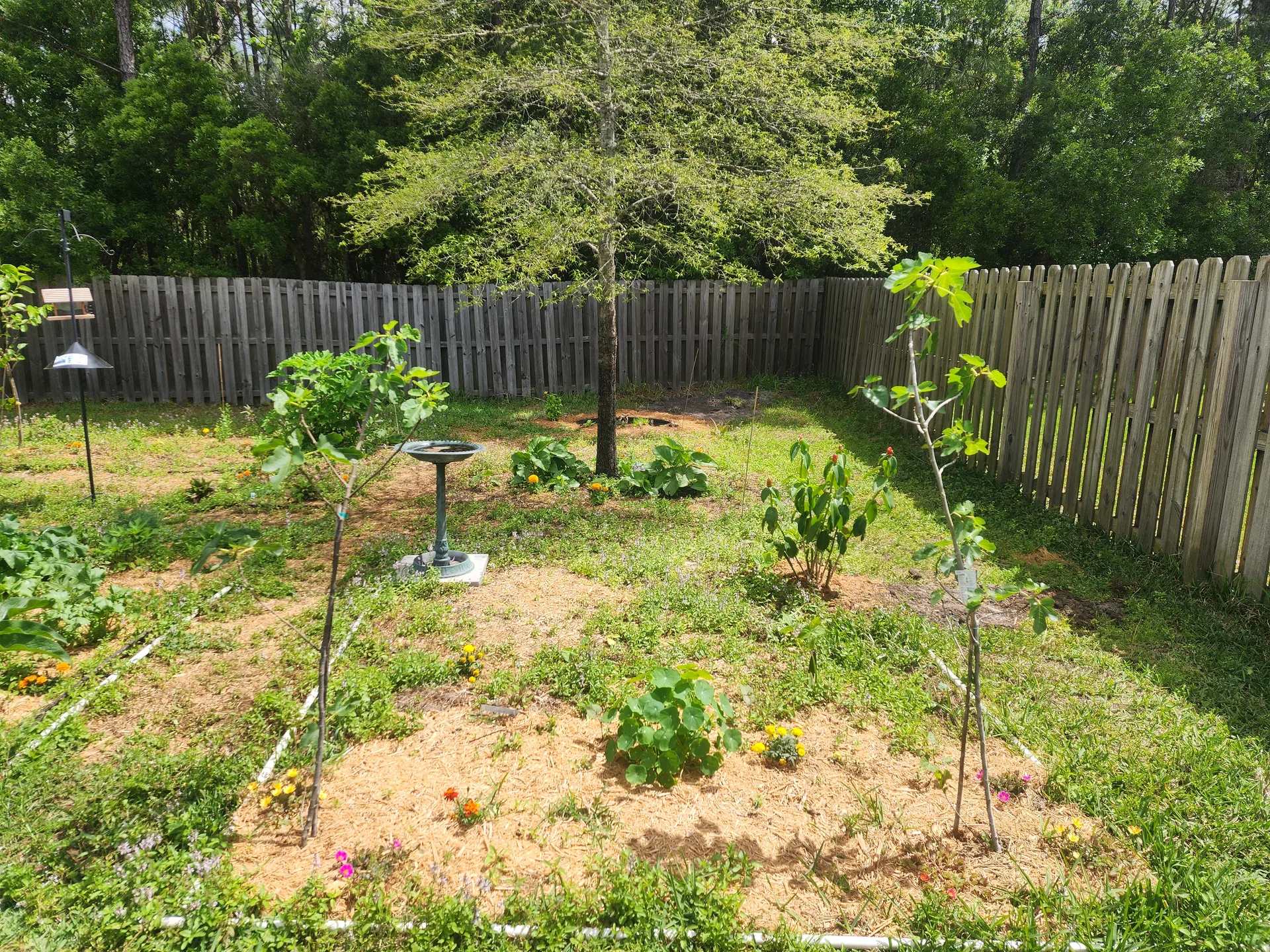Banana grove patch with figs April 2024