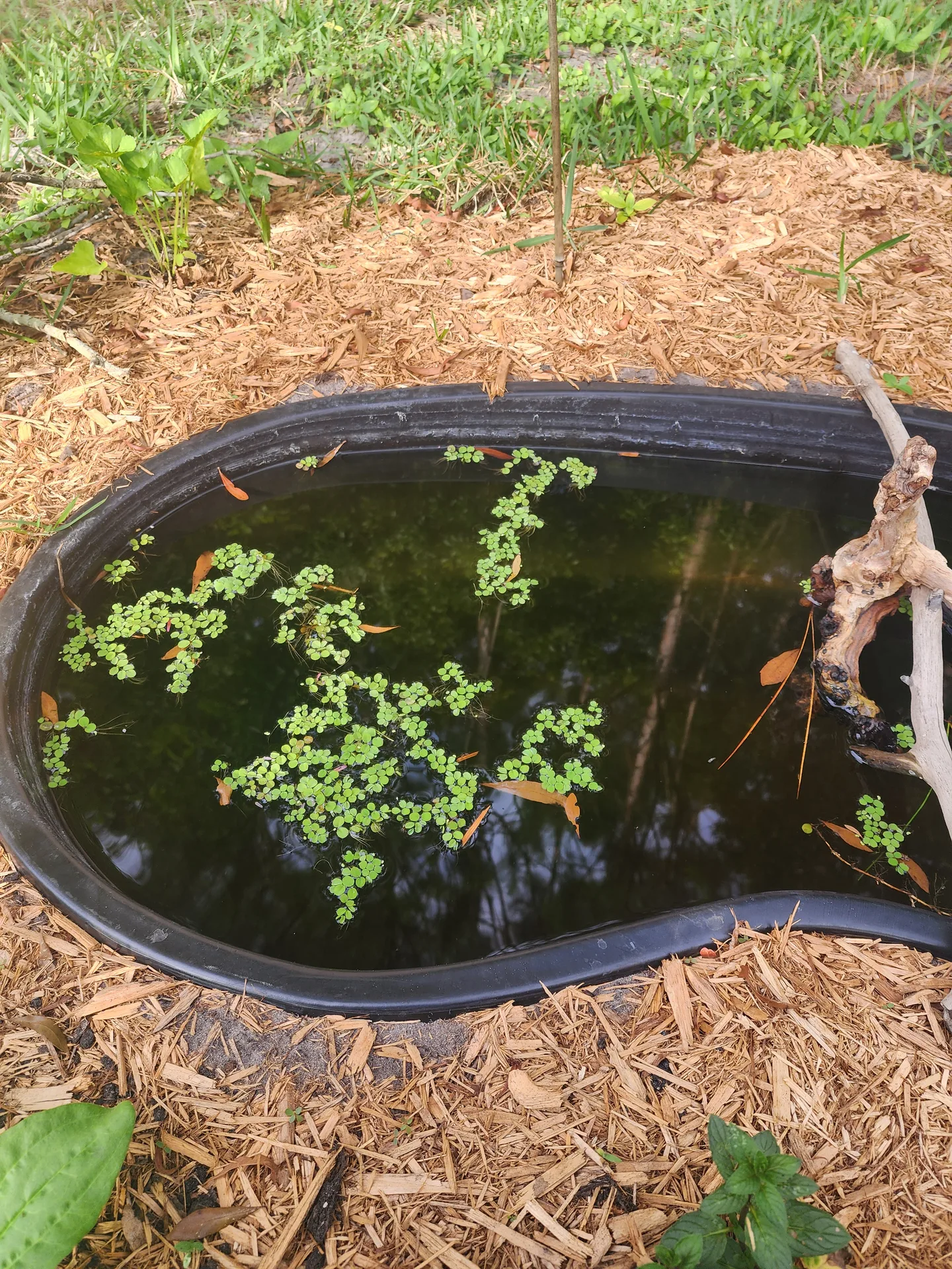 Frog pond filled with aquatic plants April 2024