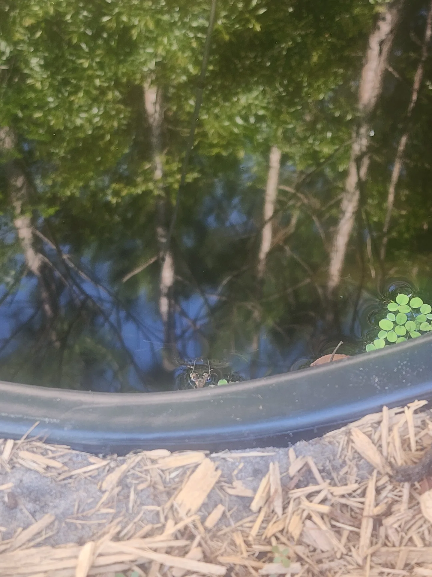 First frog in the pond May 2024