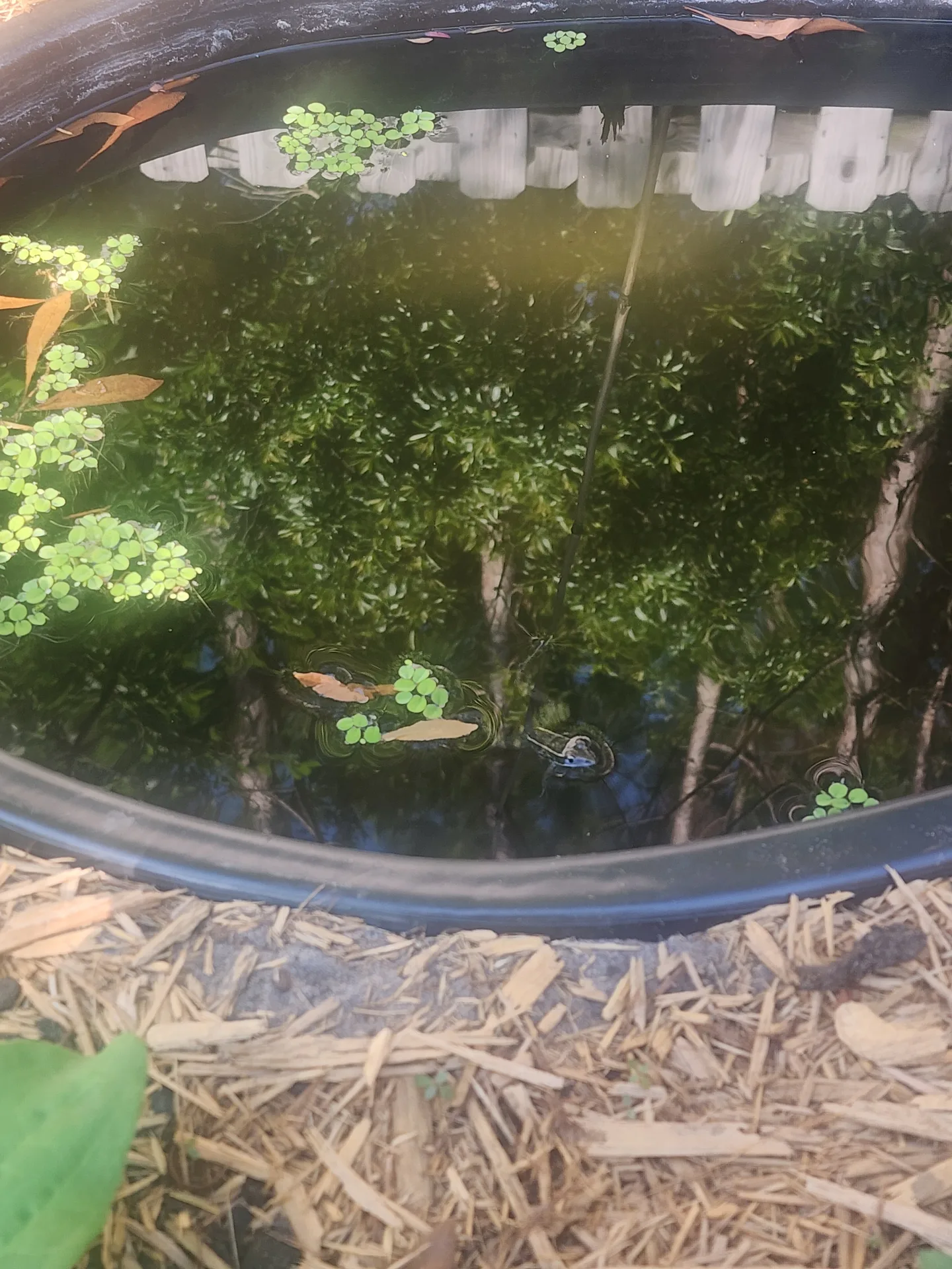 Aquatic plants taking off May 2024