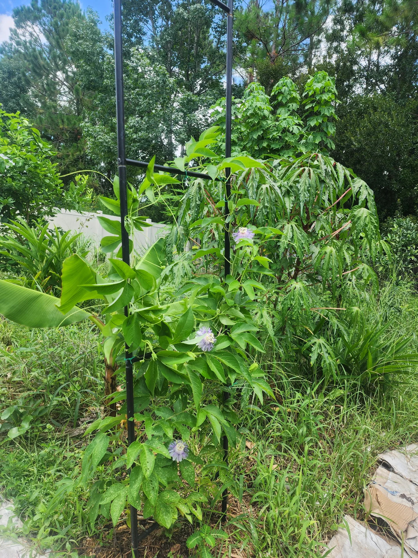 Passion vine flowering trellis July 2024