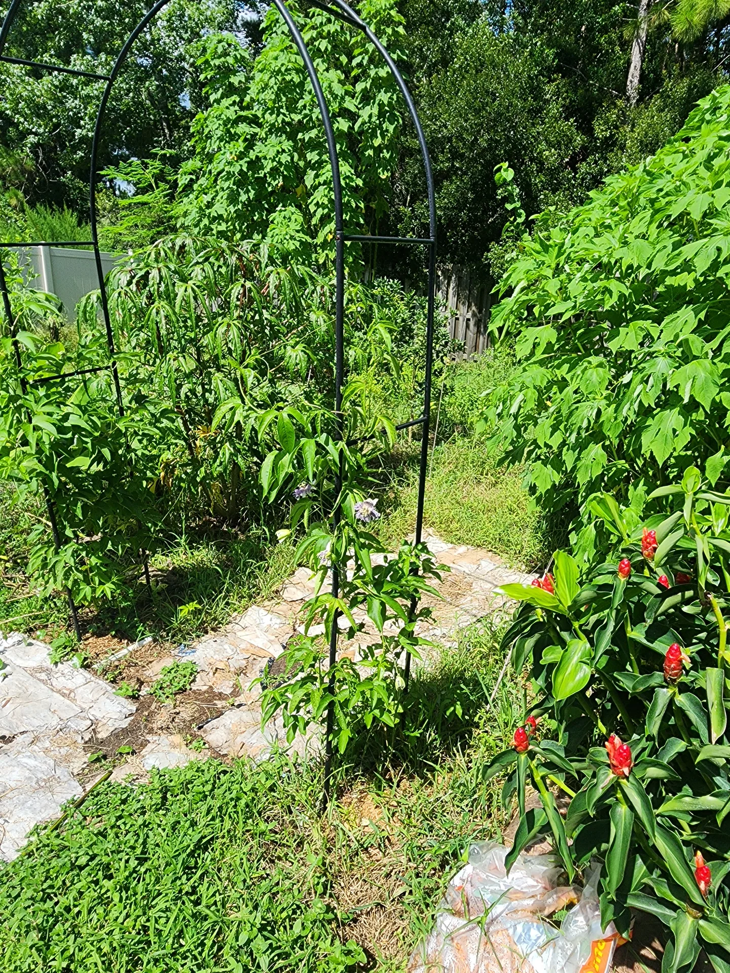 Maypop Passion Vine covering trellis August 2024