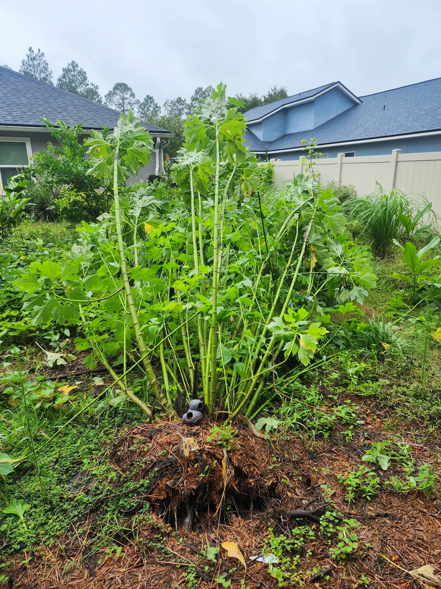 Tithonia uprooted windstorm August 2024
