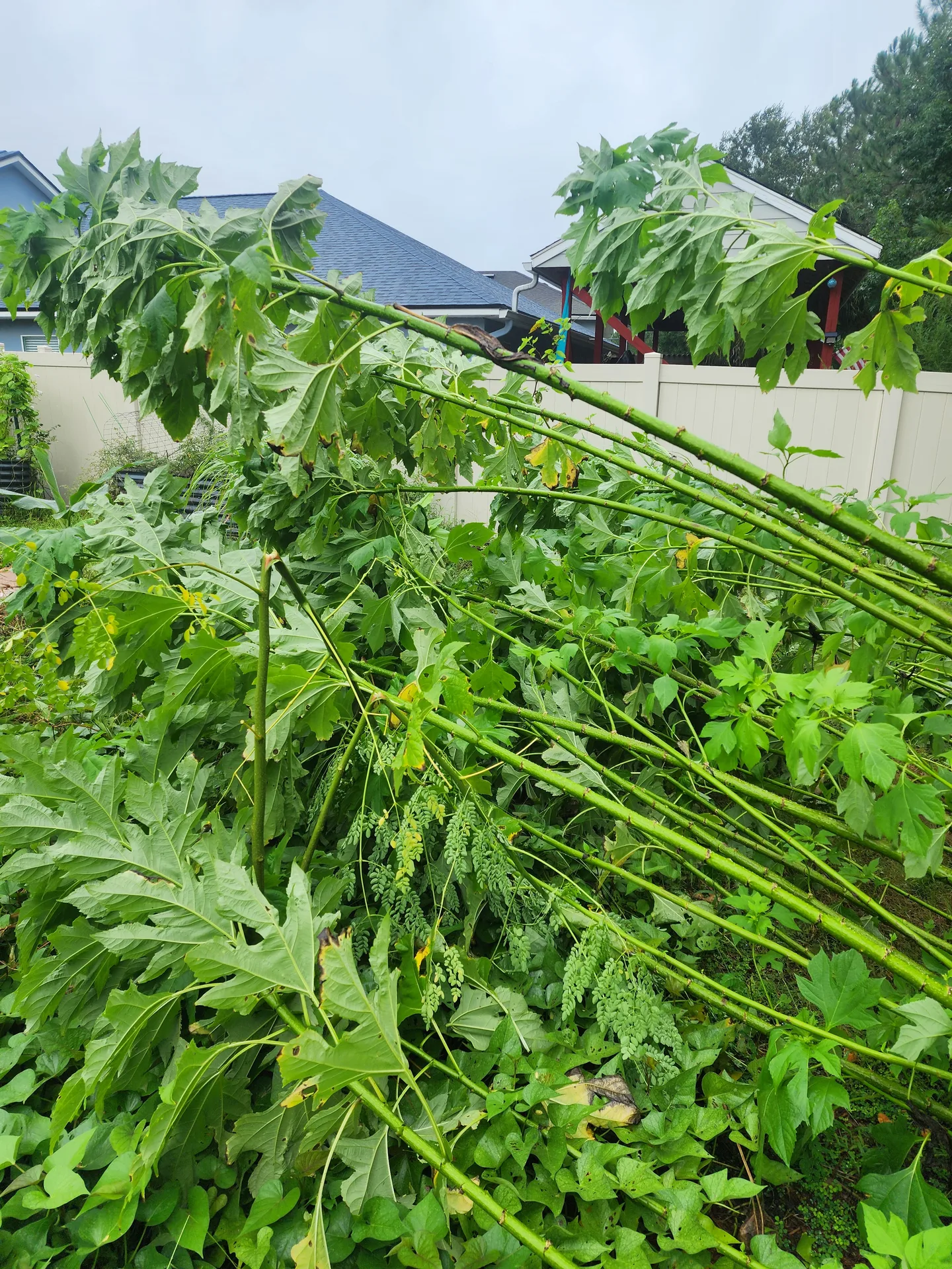 Moringa damaged by fallen Tithonia August 2024