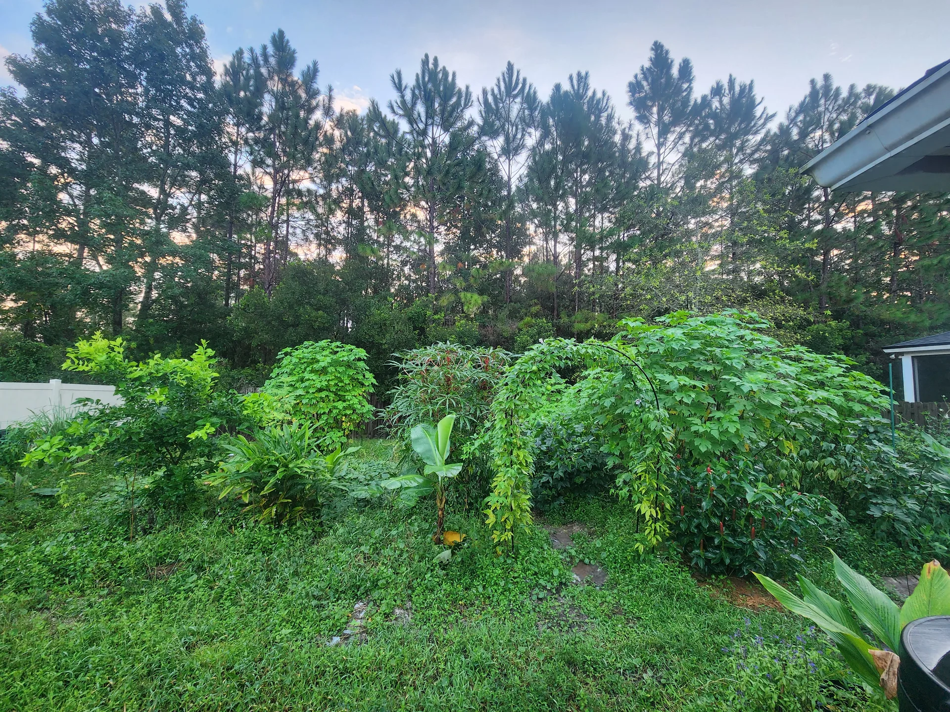 Trellis covered in passion vine September 2024