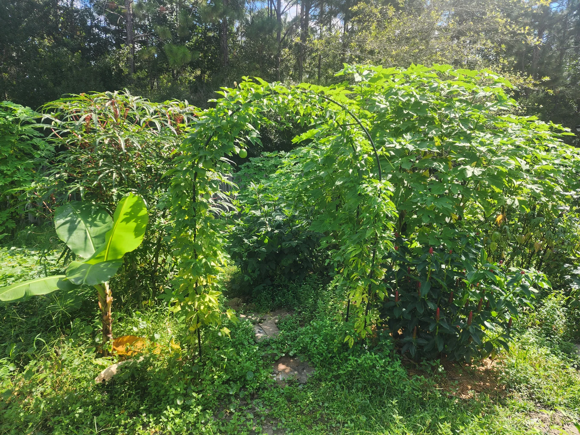 Passion fruit on trellis September 2024