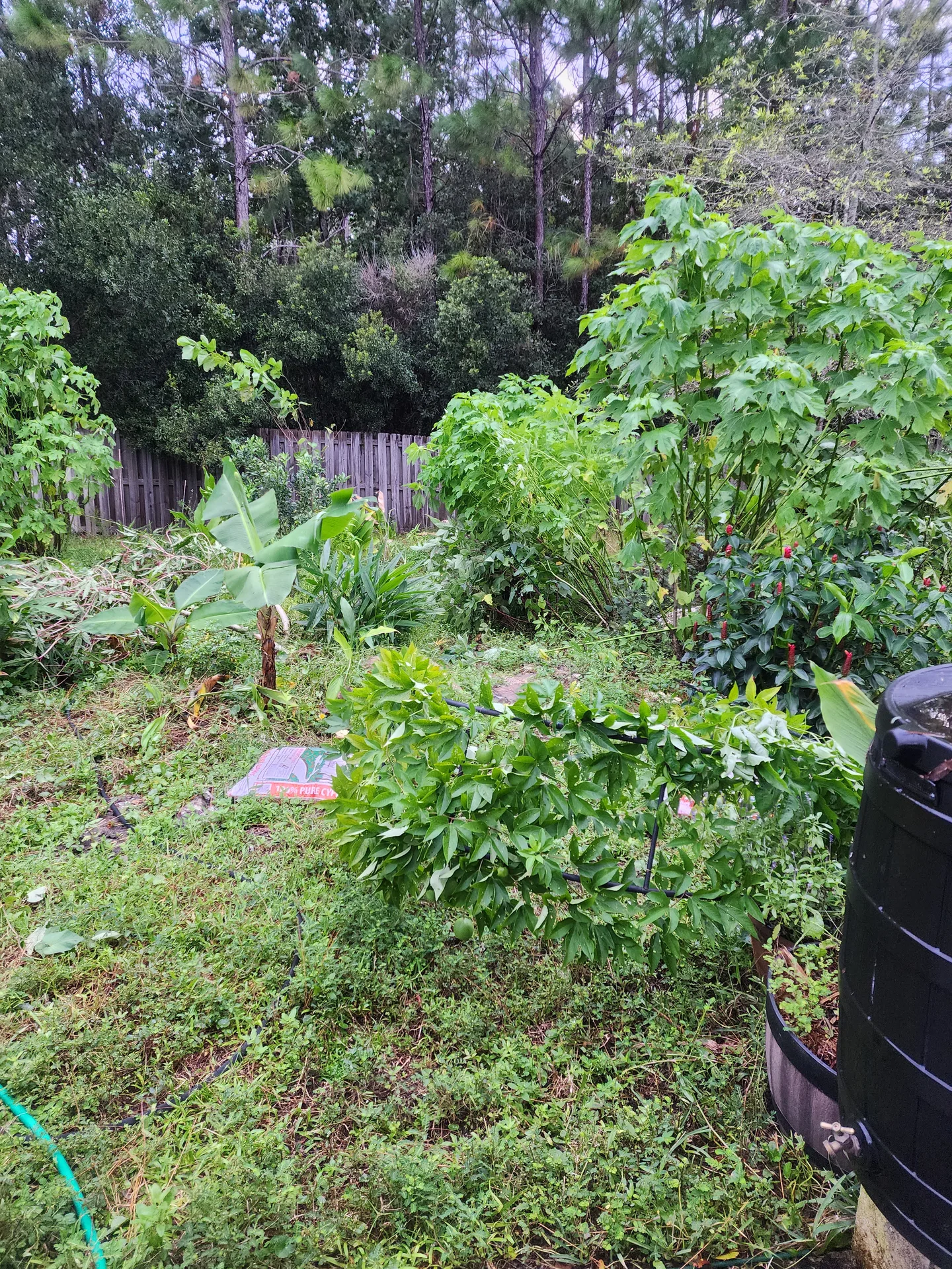 Trellis and Chaya down after second windstorm September 2024
