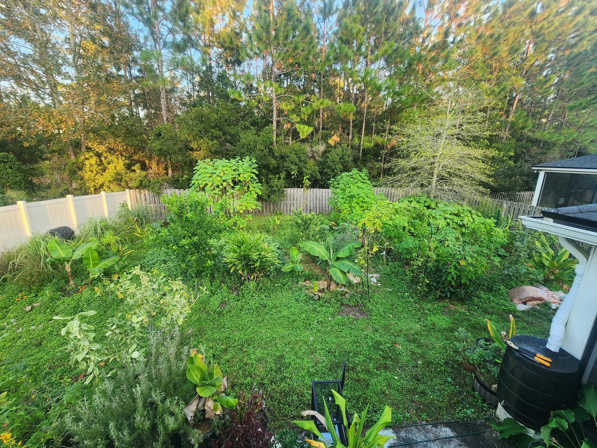 Roof view of entire food forest October 2024