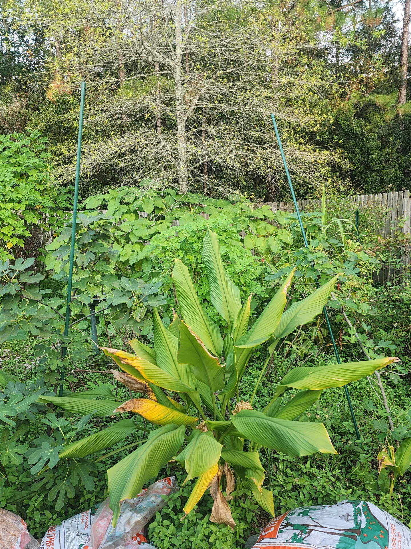 Fig patch with giant turmeric October 2024