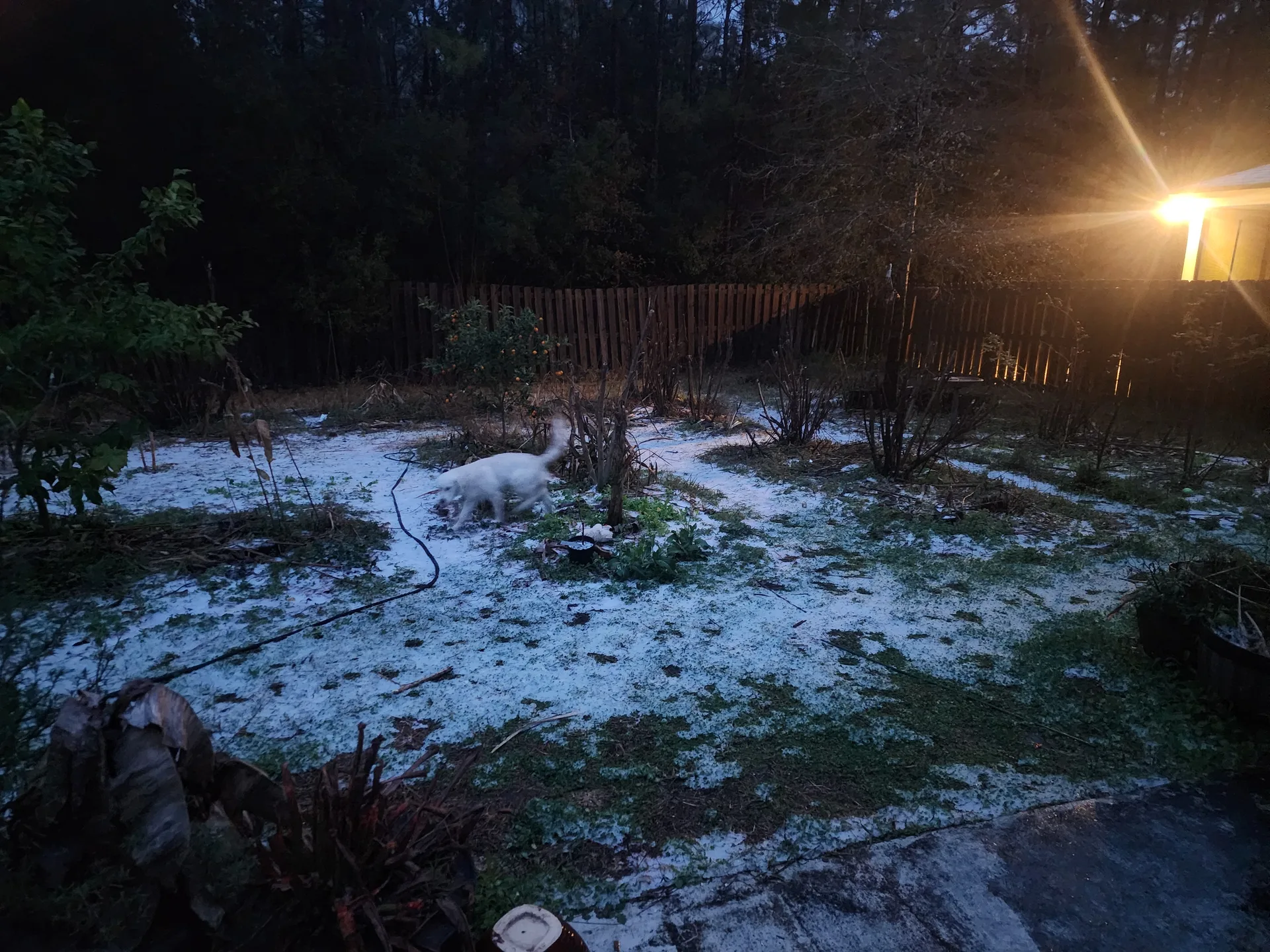 Snow in Yulee Florida January 2025