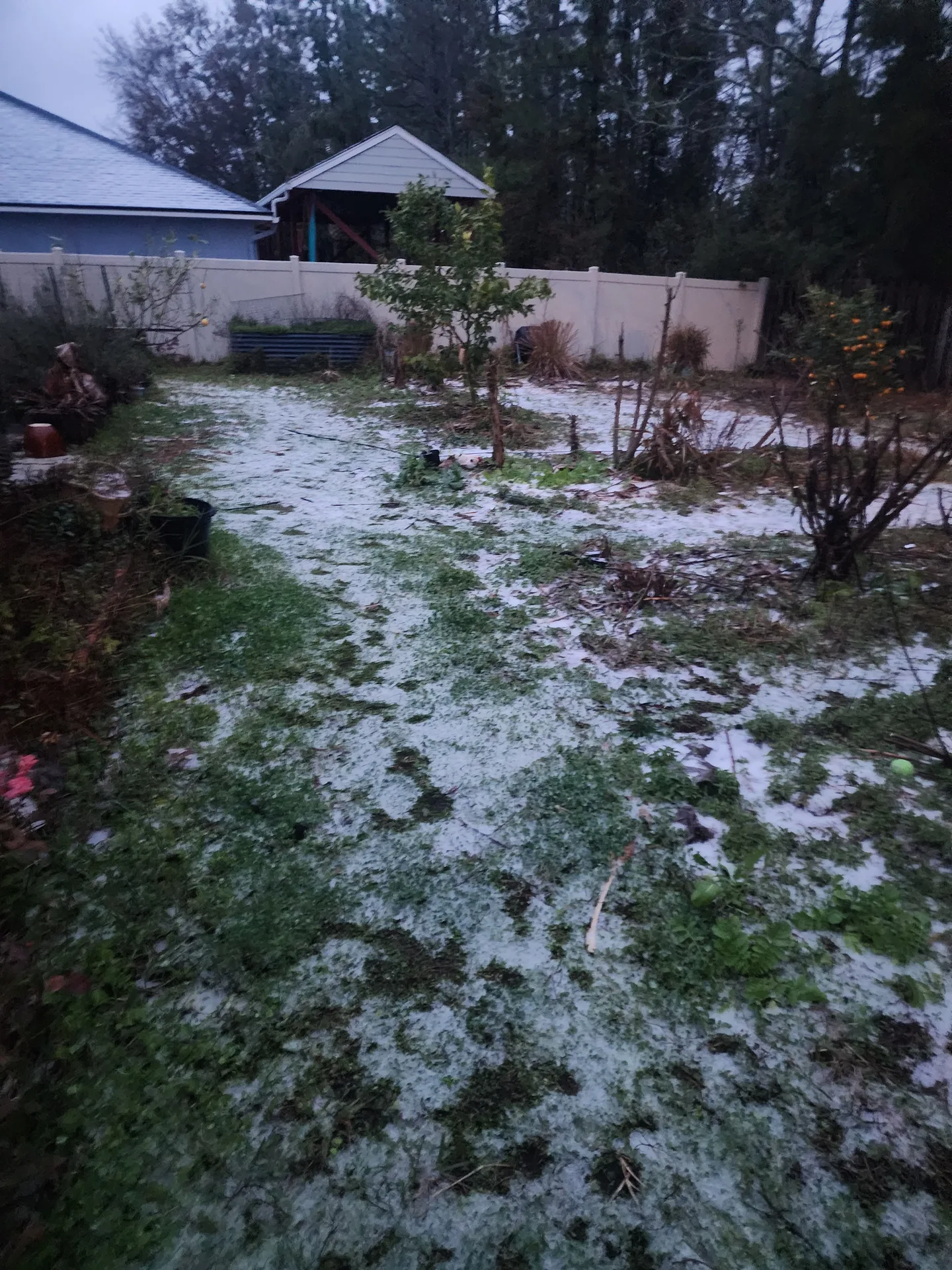 Kumquat and Lemon Tree surviving snow January 2025