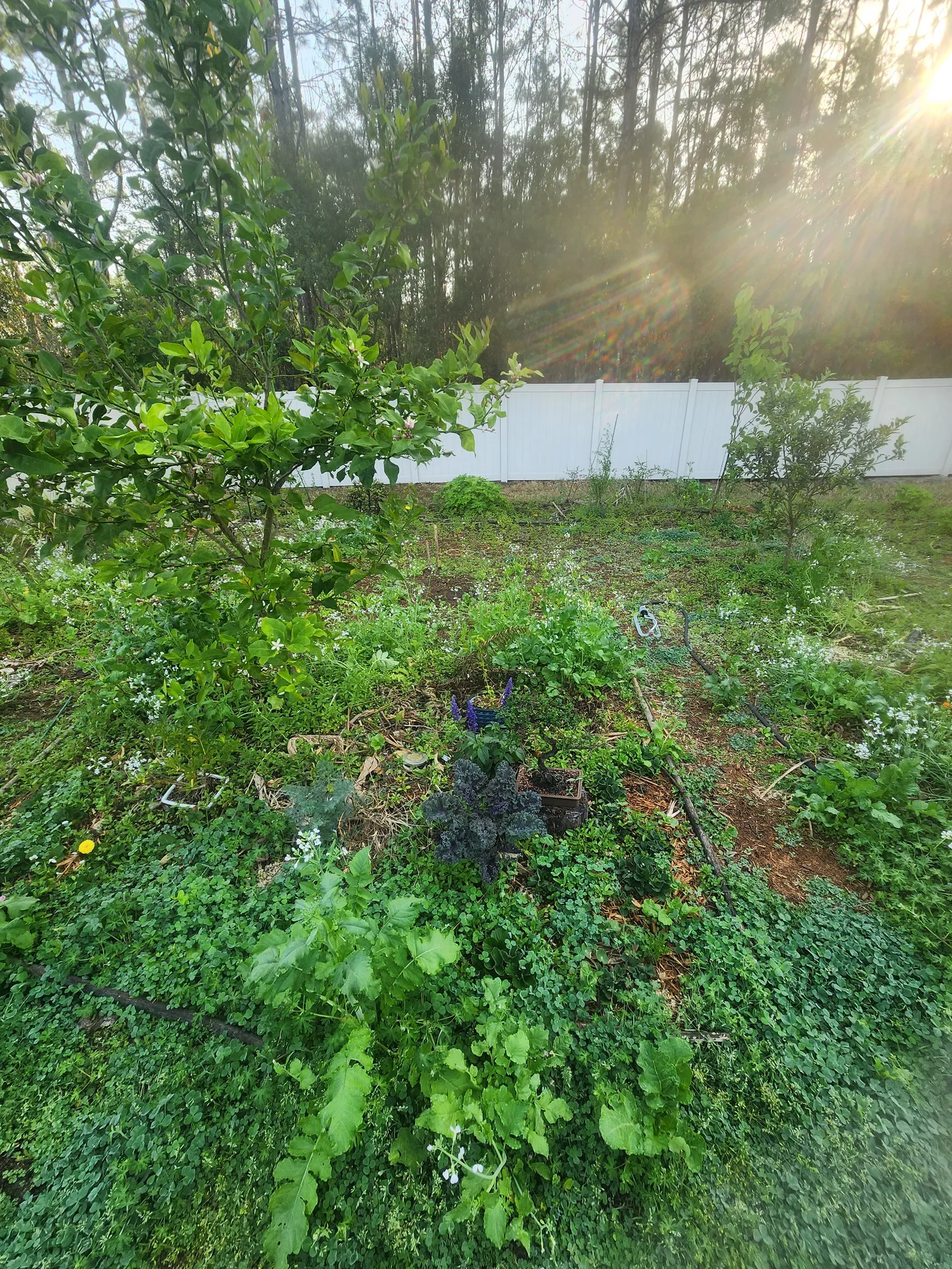 Lemon recovery Kale Purple Salvia clover March 2025