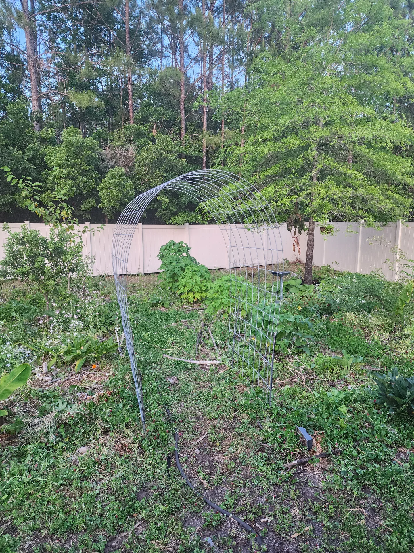 Cattle panel trellis rebar April 2025
