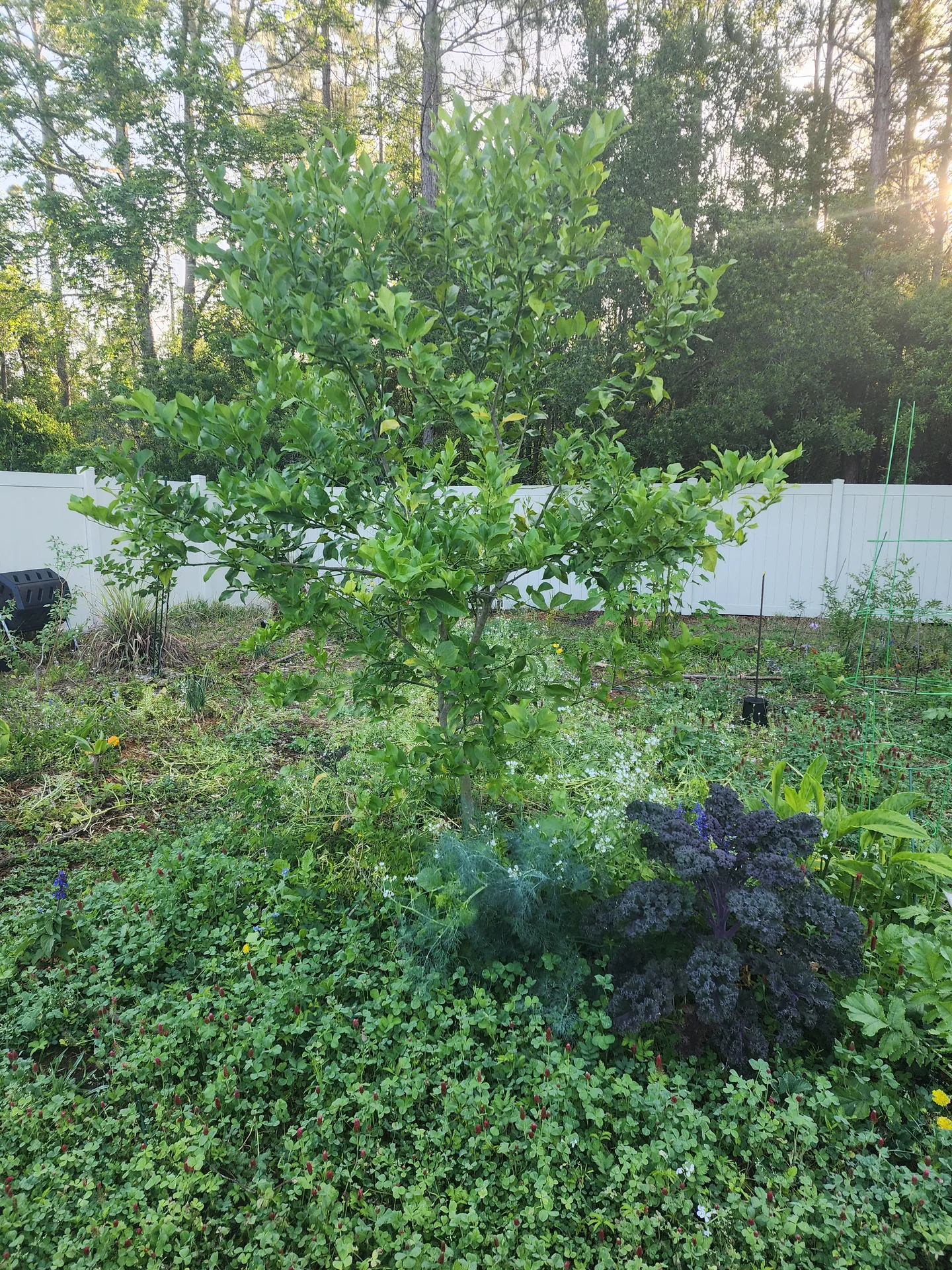 Crimson clover Purple Salvia Dill Kale Shampoo Ginger April 2025
