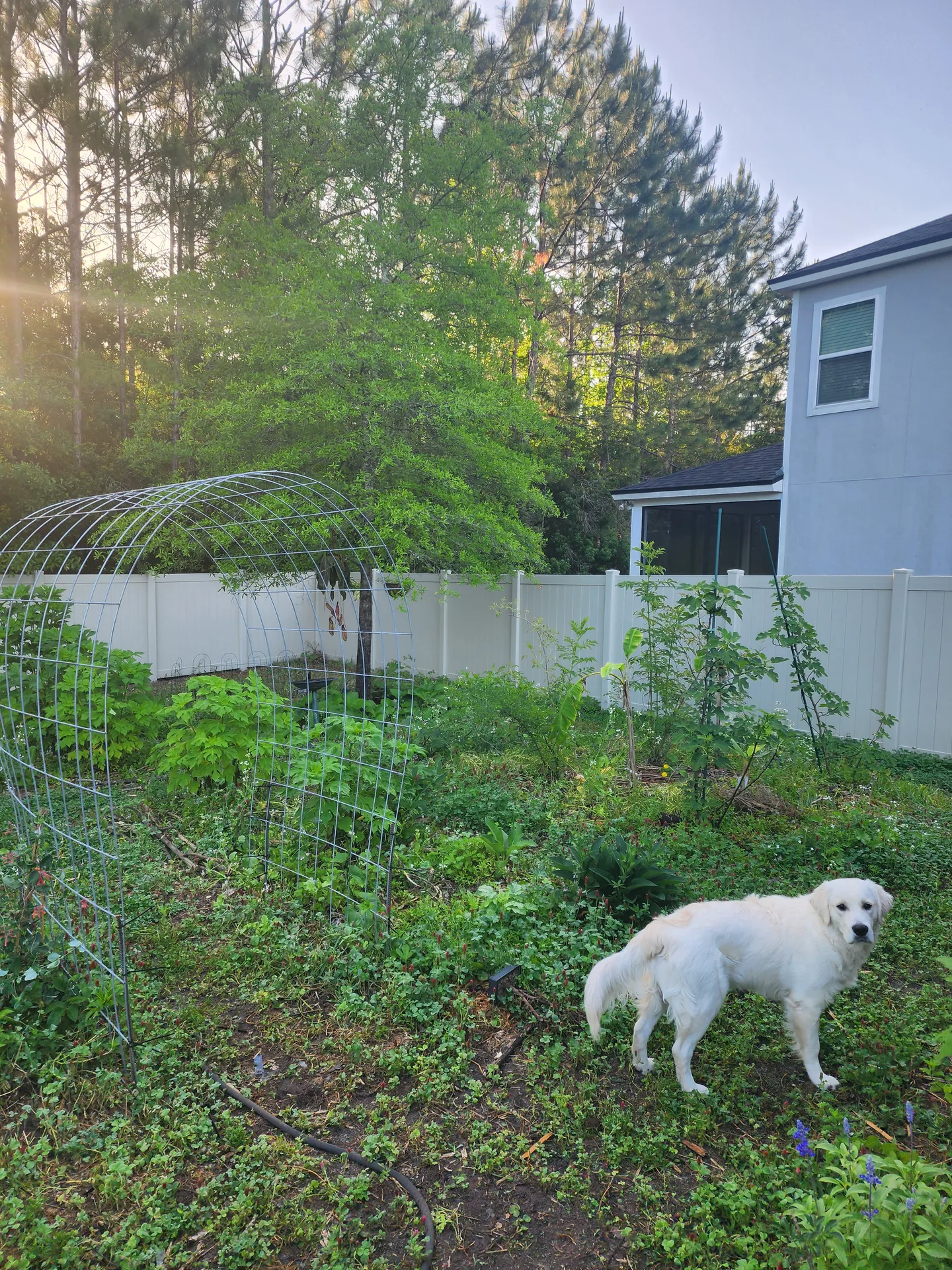 Dog in garden banana grove April 2025