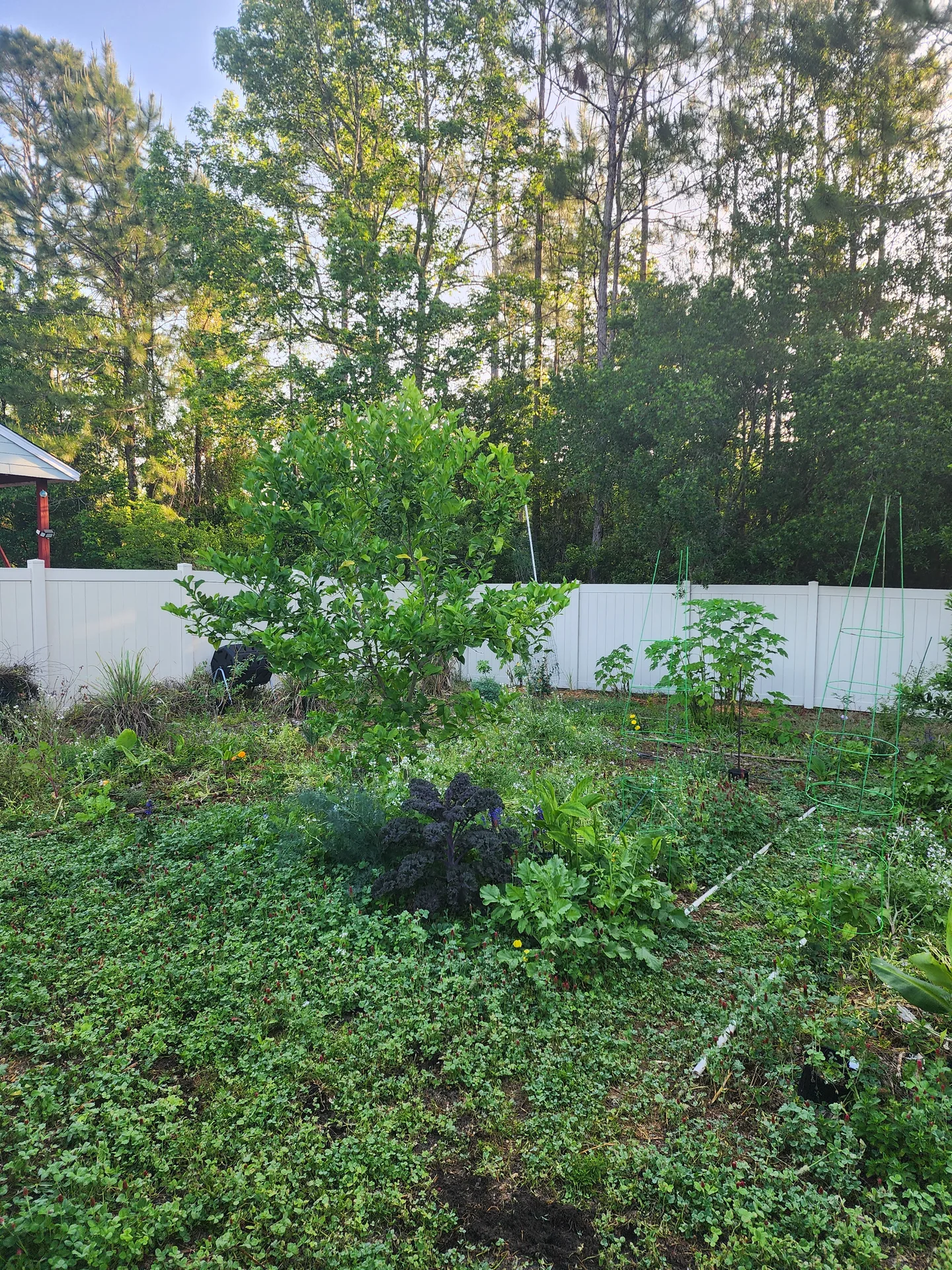 Passion vine spire tomato cages April 2025