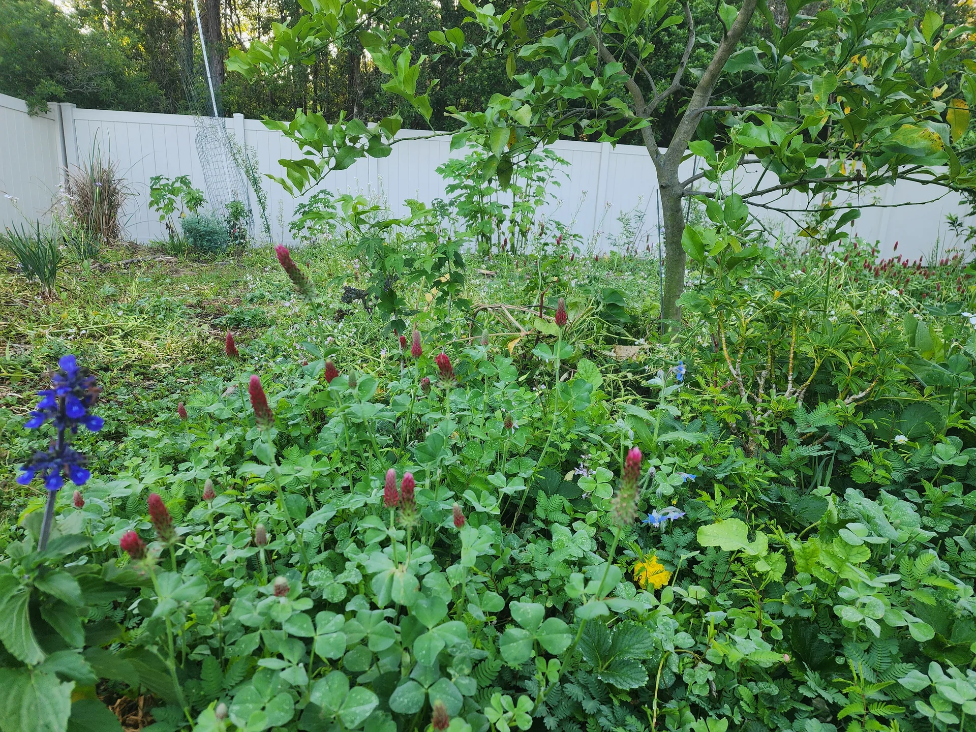 Plants around lemon tree Sunshine Mimosa Strawberries Borage April 2025