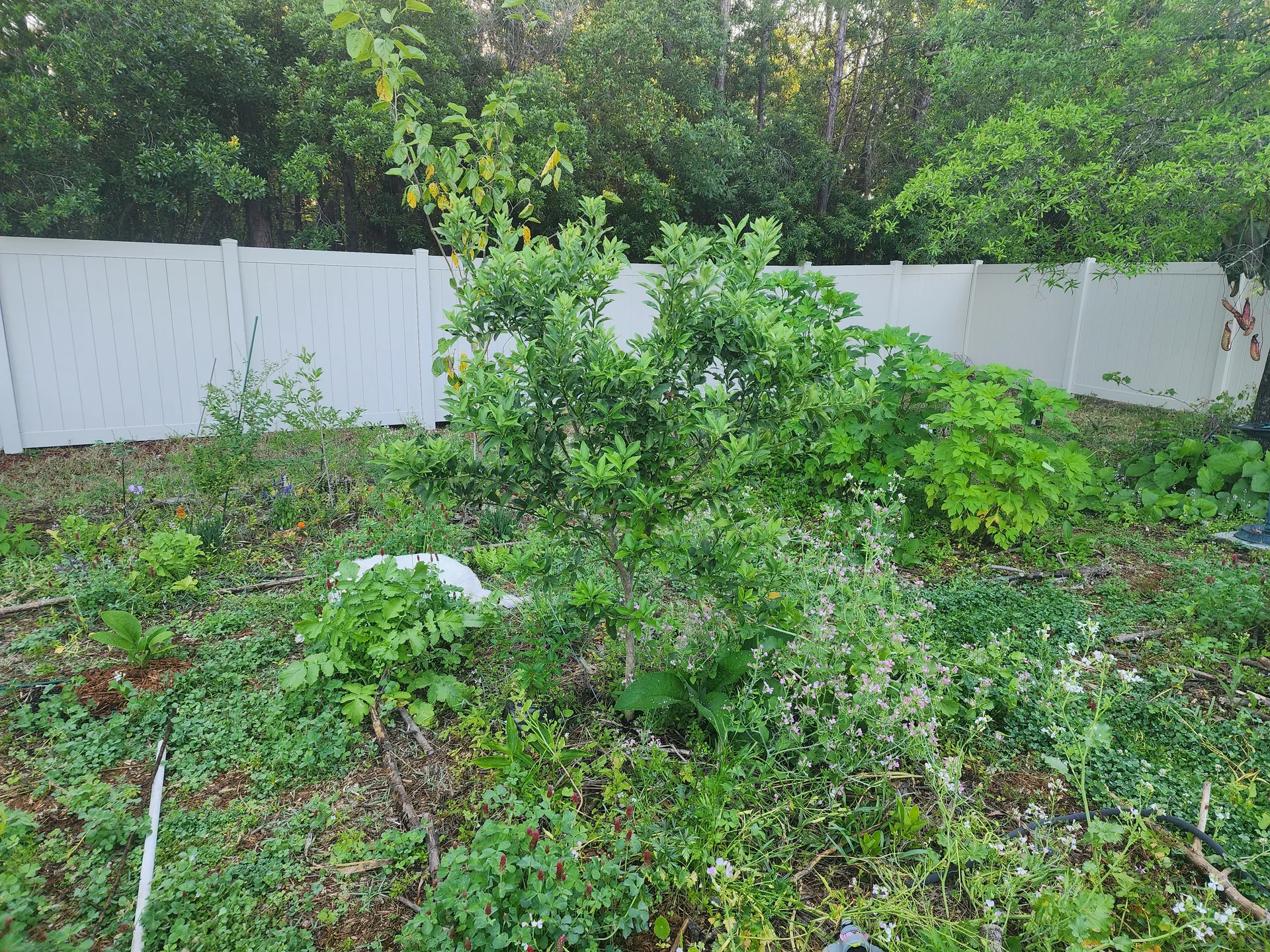 Daikon in full flower Kumquat Comfrey Goji April 2025