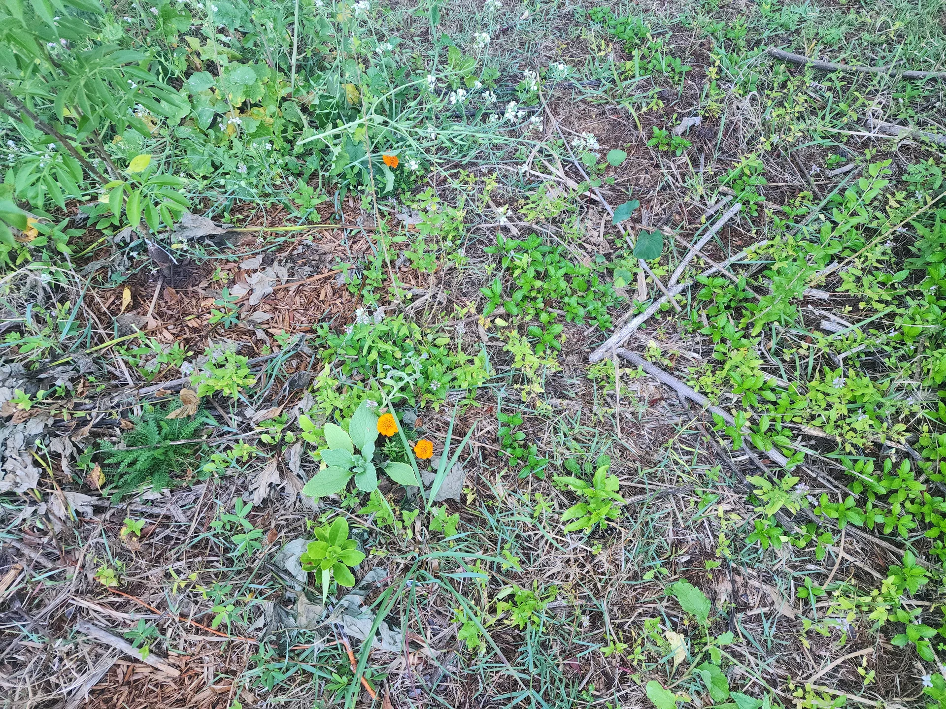 Longevity Spinach Okinawa Spinach Perennial Peanut recovery April 2025