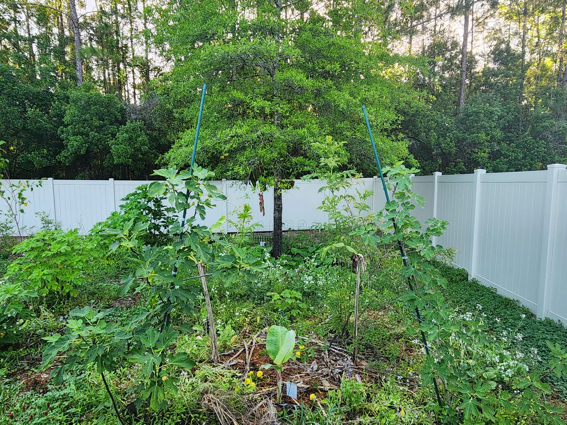 Banana grove front view Daikon flower April 2025