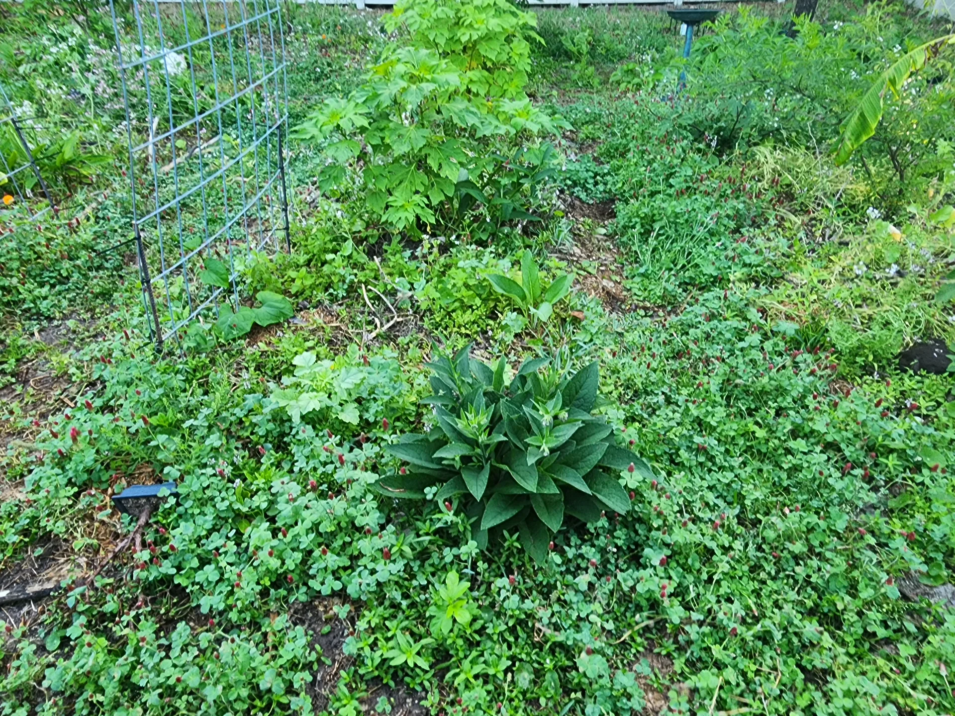 Cattle panel trellis Comfrey Lemon Balm clover April 2025