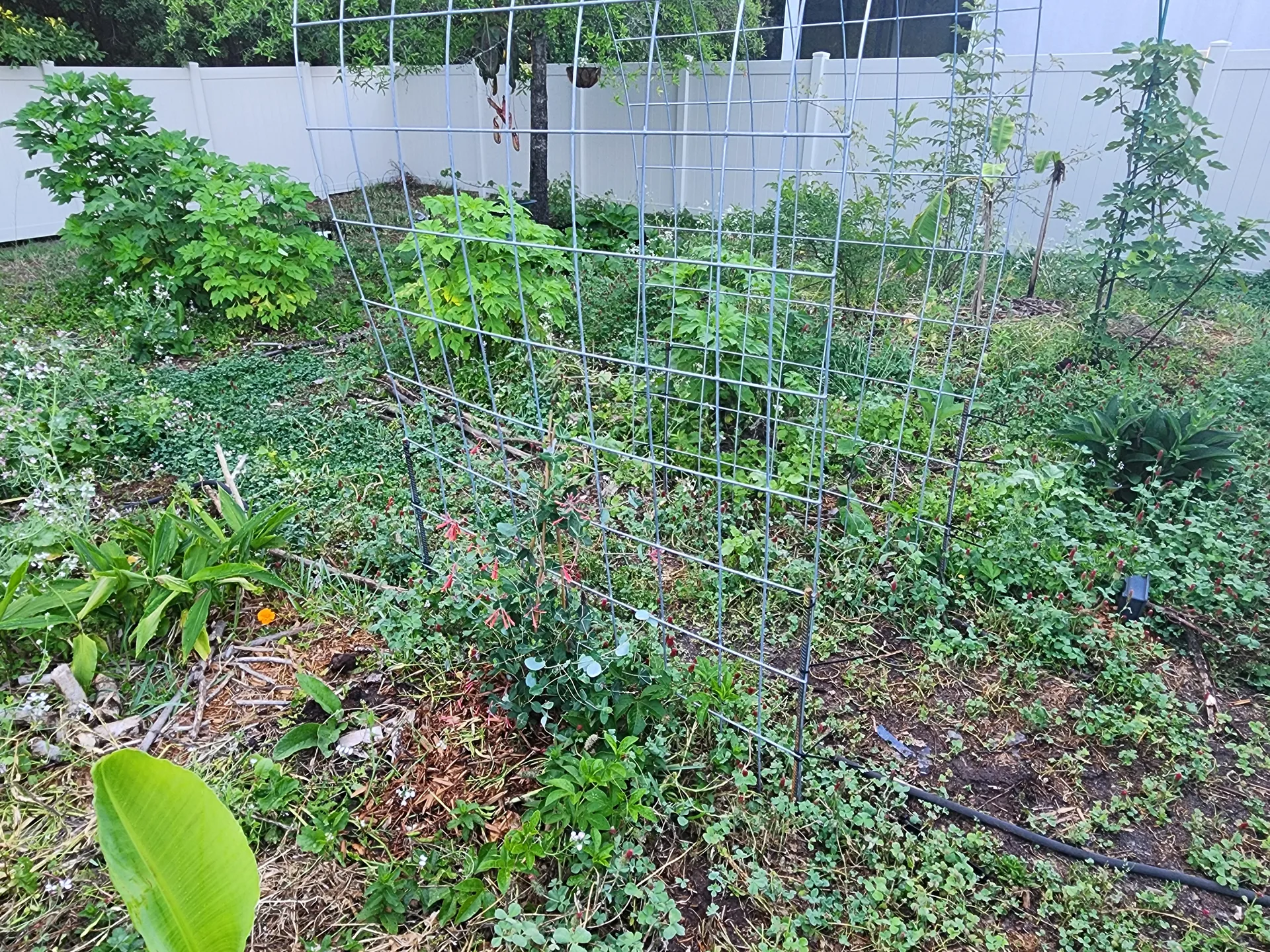 Coral Honeysuckle trellis Passion Vine comeback April 2025