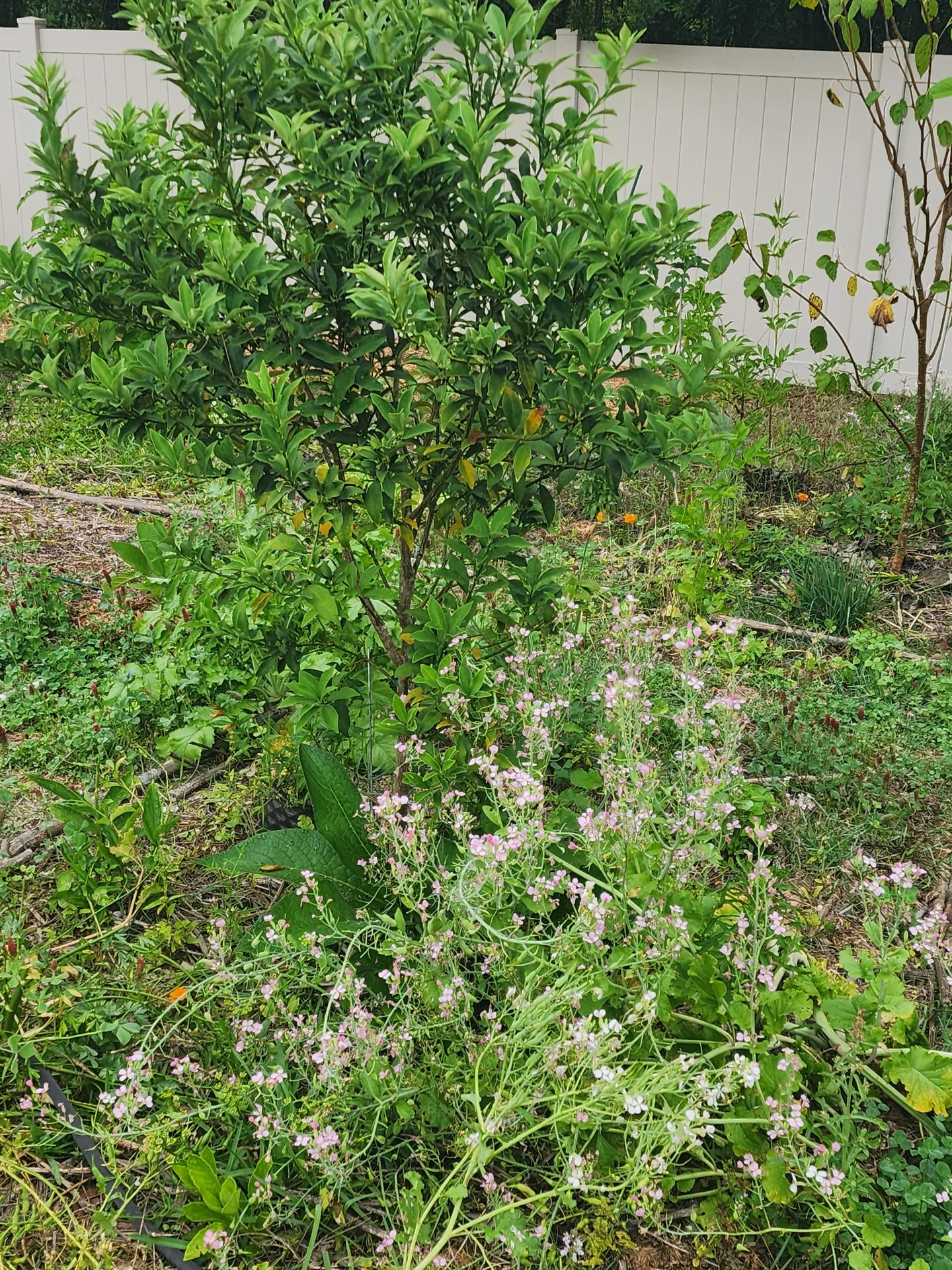 Kumquat Comfrey Daikon in flower May 2025