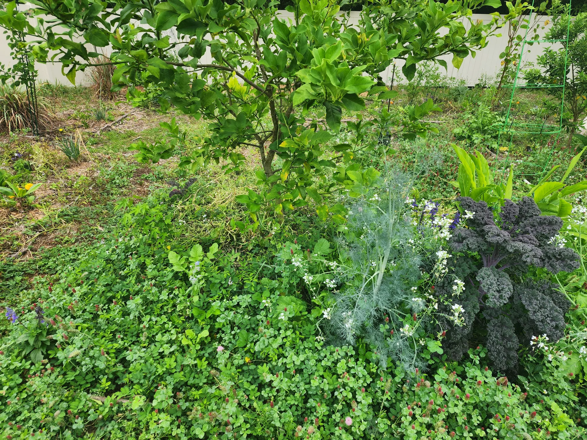 Harvey Lemon area Sunshine Mimosa clover Salvia Daikon May 2025