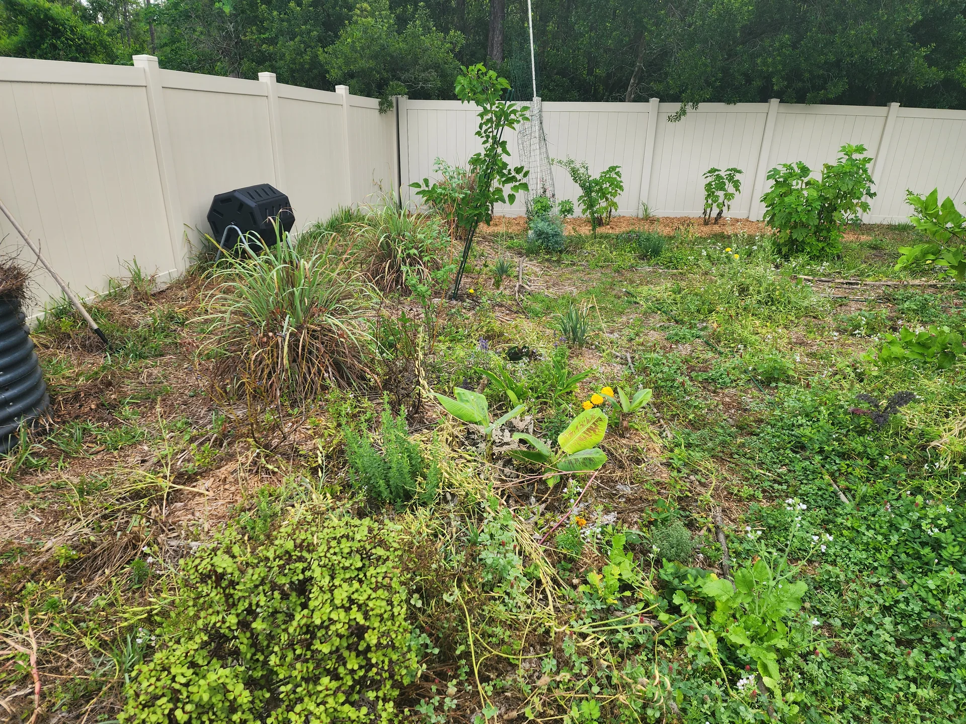 Left side Bananas Zanzibar Ginger Lemongrass Tithonia May 2025