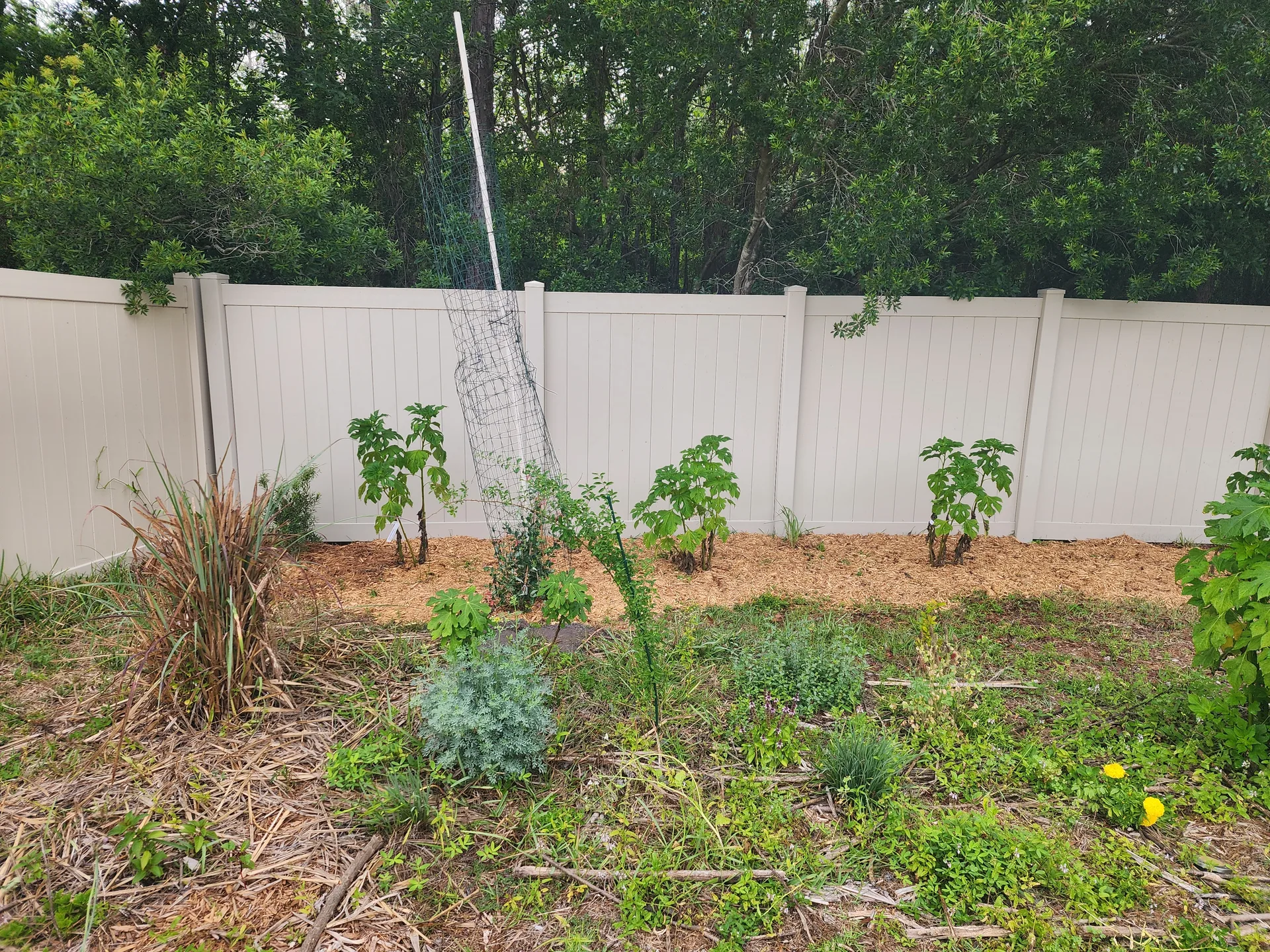 Rue Thai Basil Coral Honeysuckle Perennial Peanut May 2025
