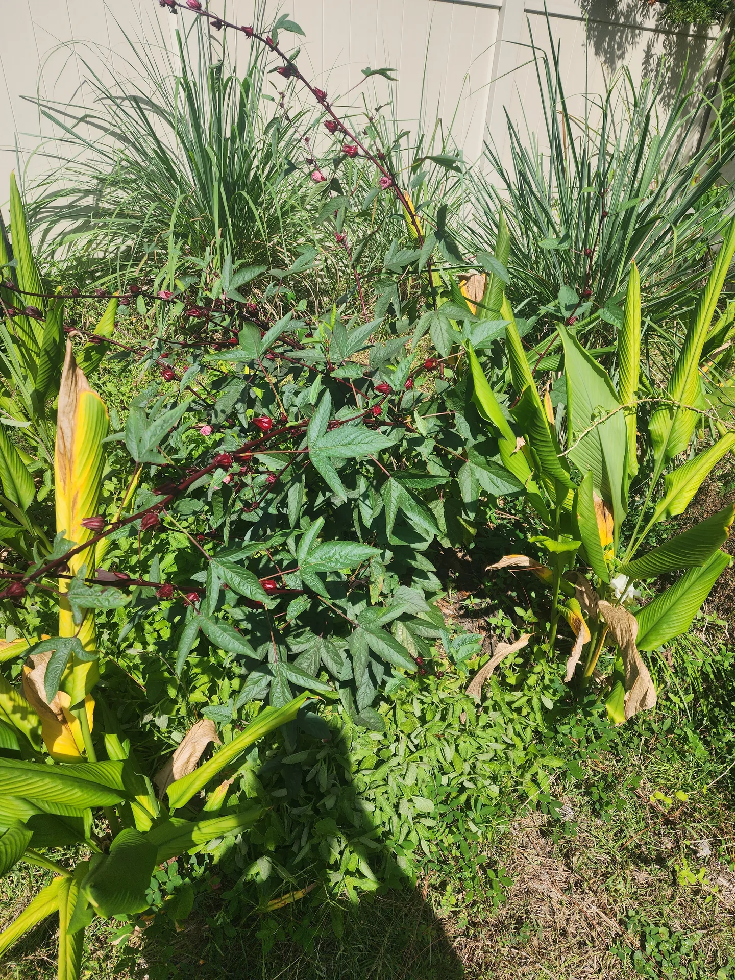 Turmeric Roselle September 2025