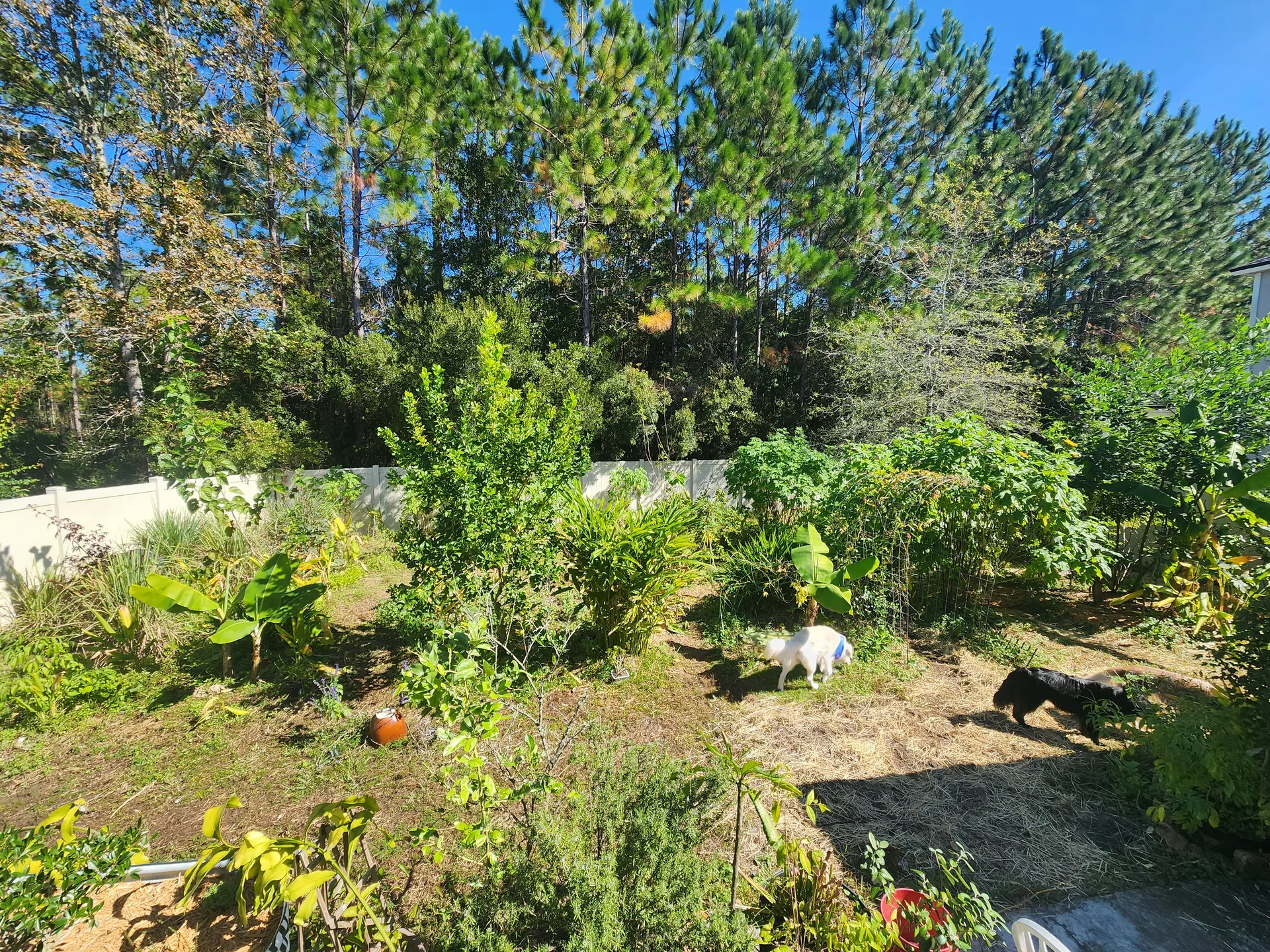 Roof view November 2025 Harvey Lemon massive
