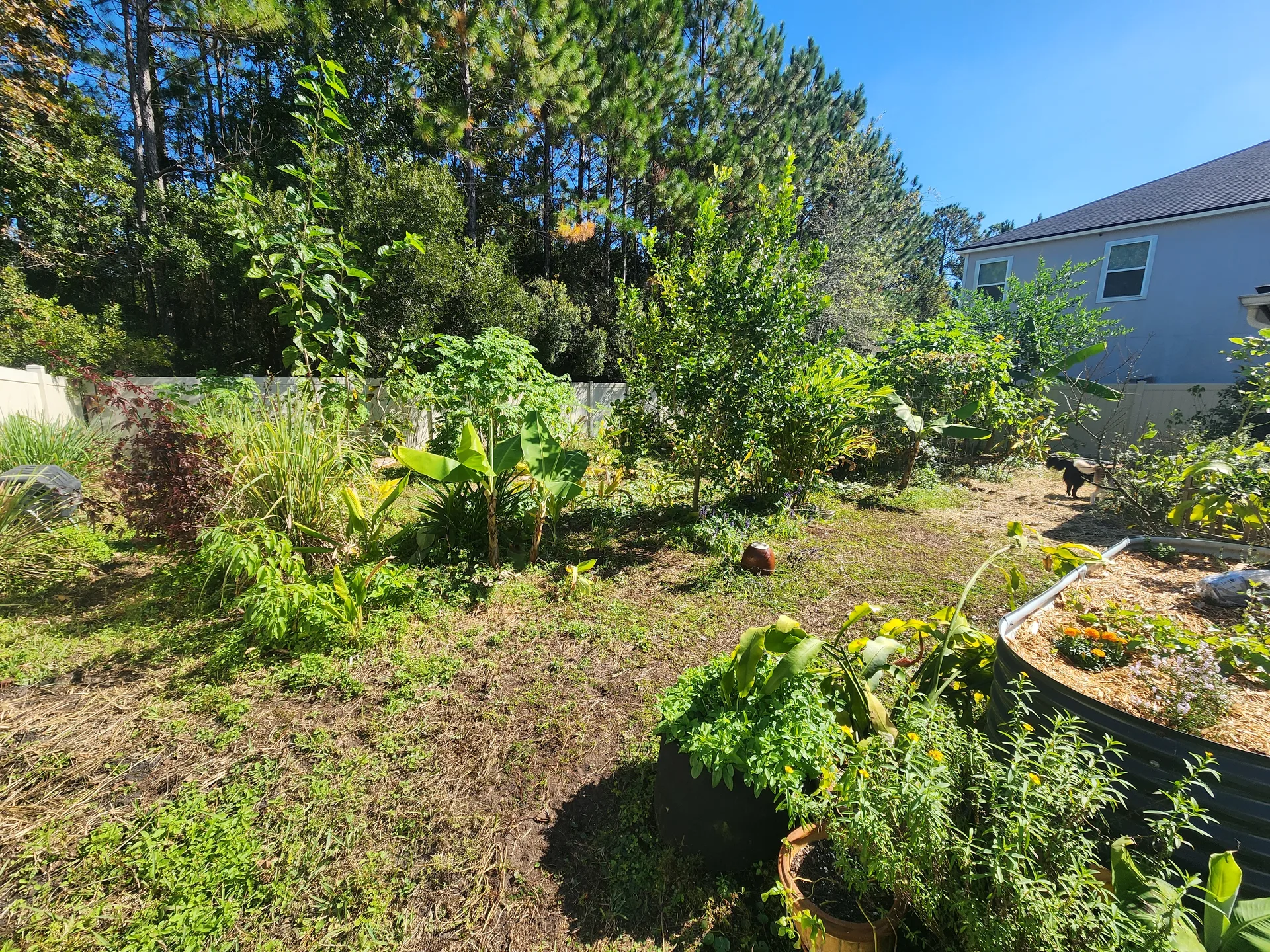 Cranberry Hibiscus Banana grove shade November 2025