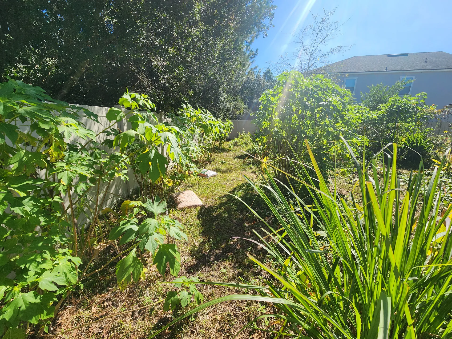 Back row Tithonia chop and drop Lemongrass November 2025