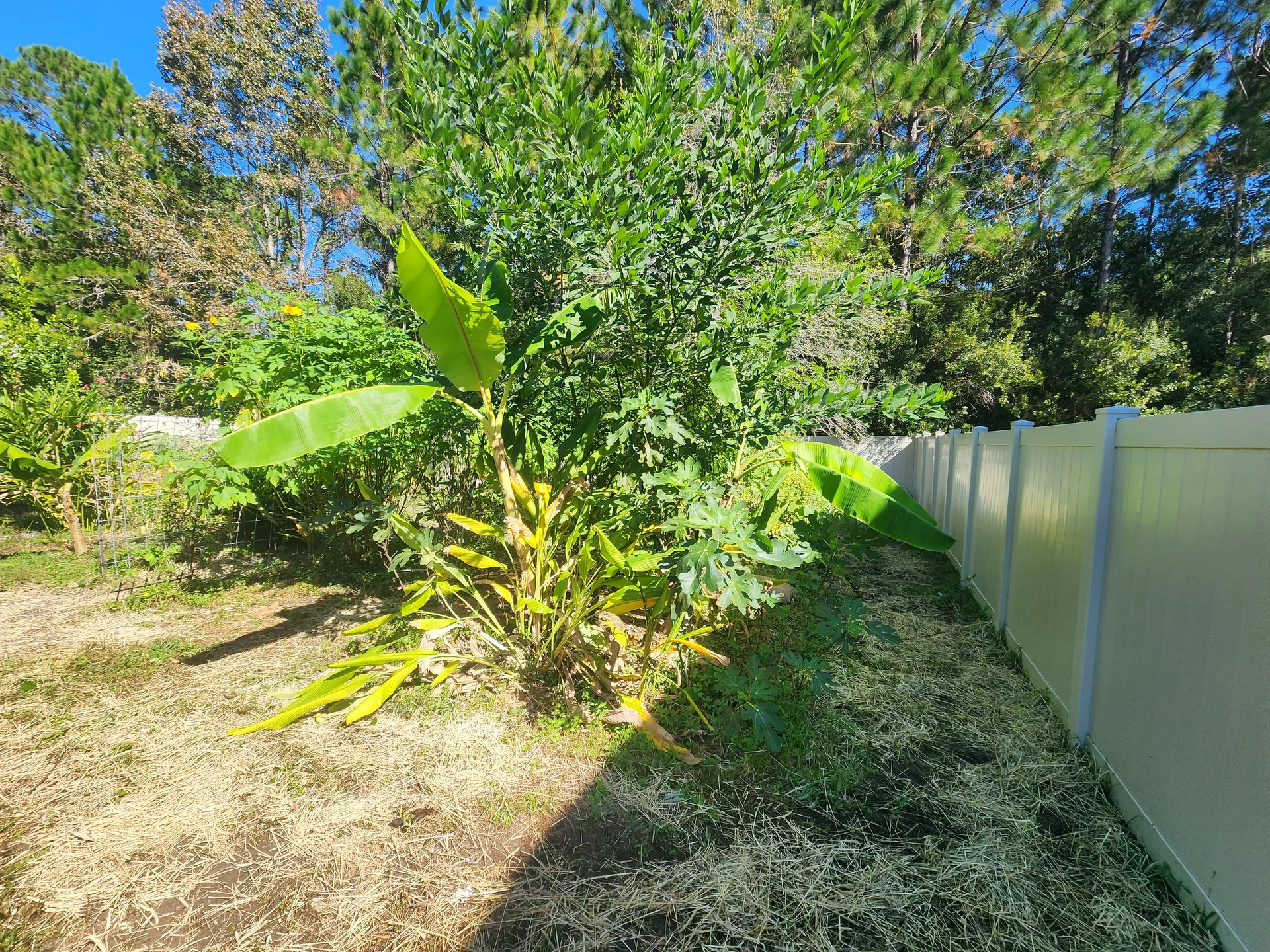 Banana grove Pigeon Pea massive November 2025