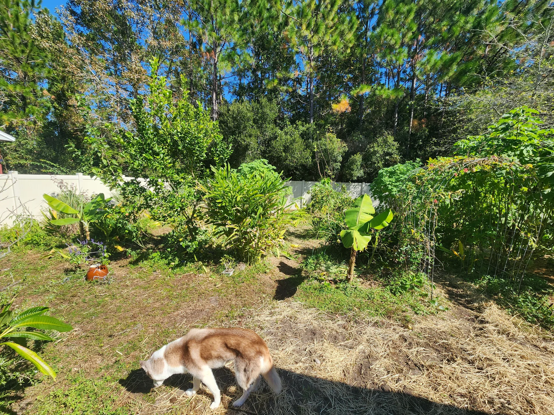 Coral Honeysuckle trellis coastal hay November 2025