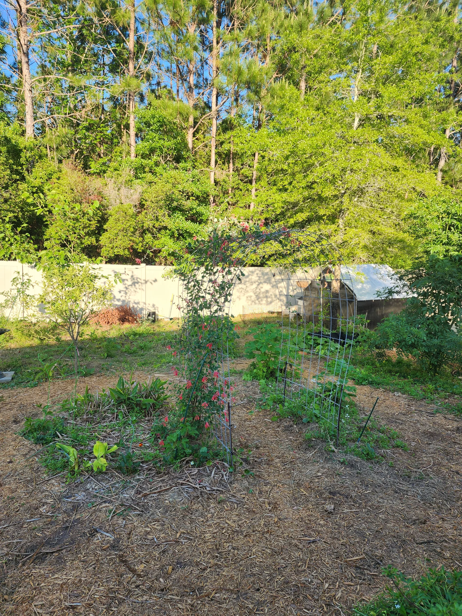Food forest right side April 2026