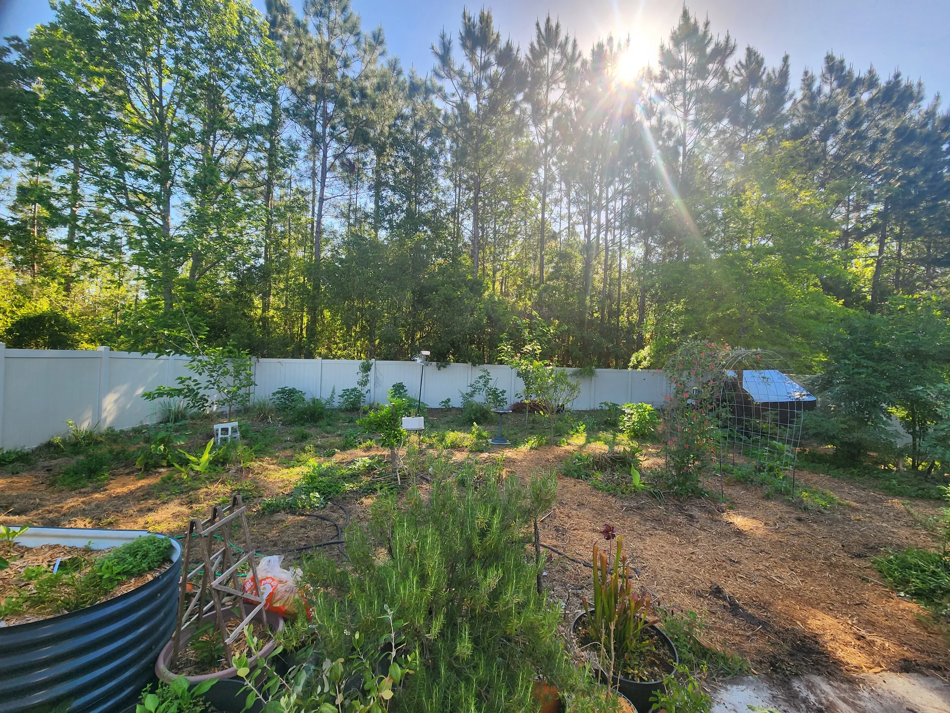 Backyard food forest Yulee FL